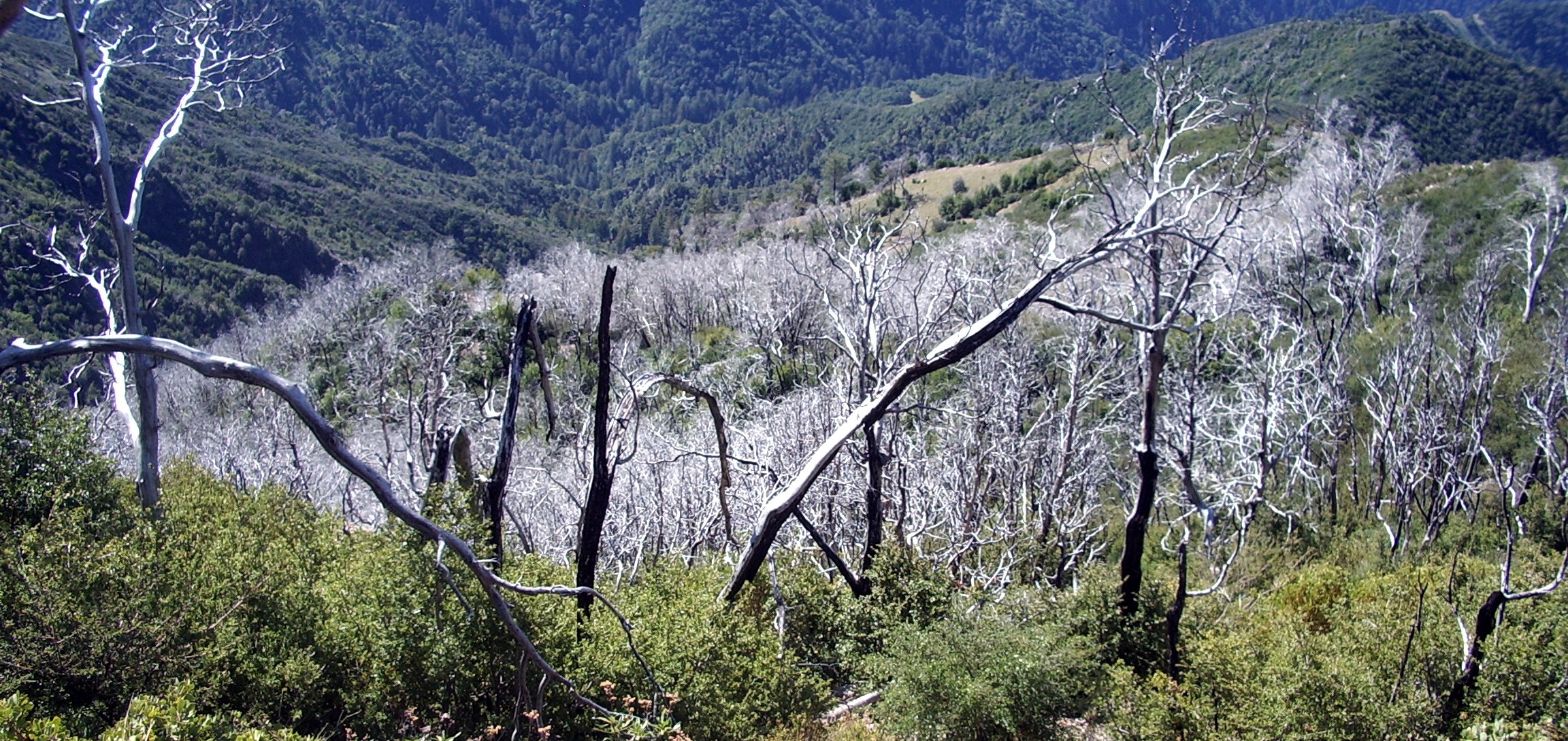 Cone Peak lookout trail
