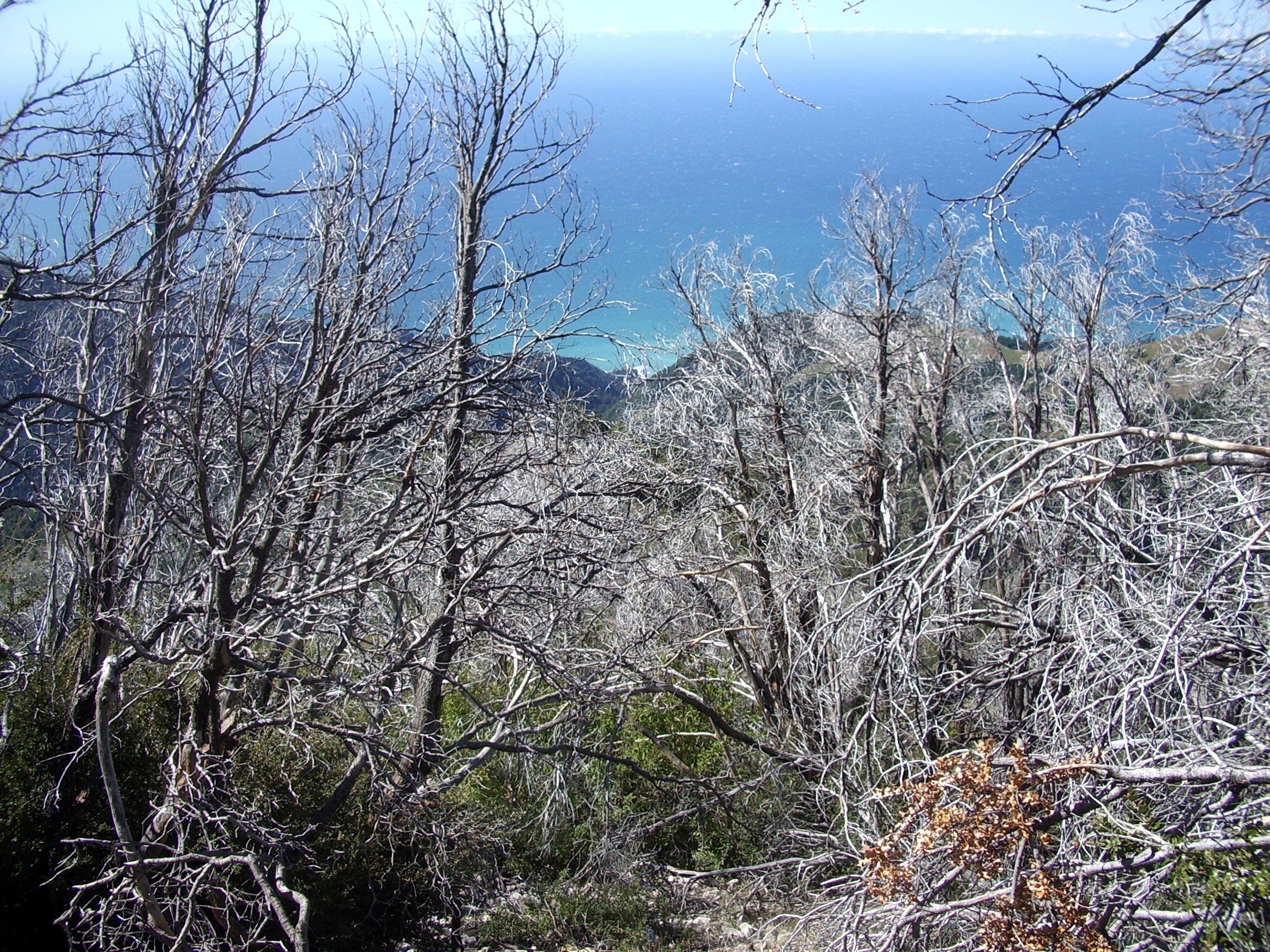 Cone Peak lookout trail