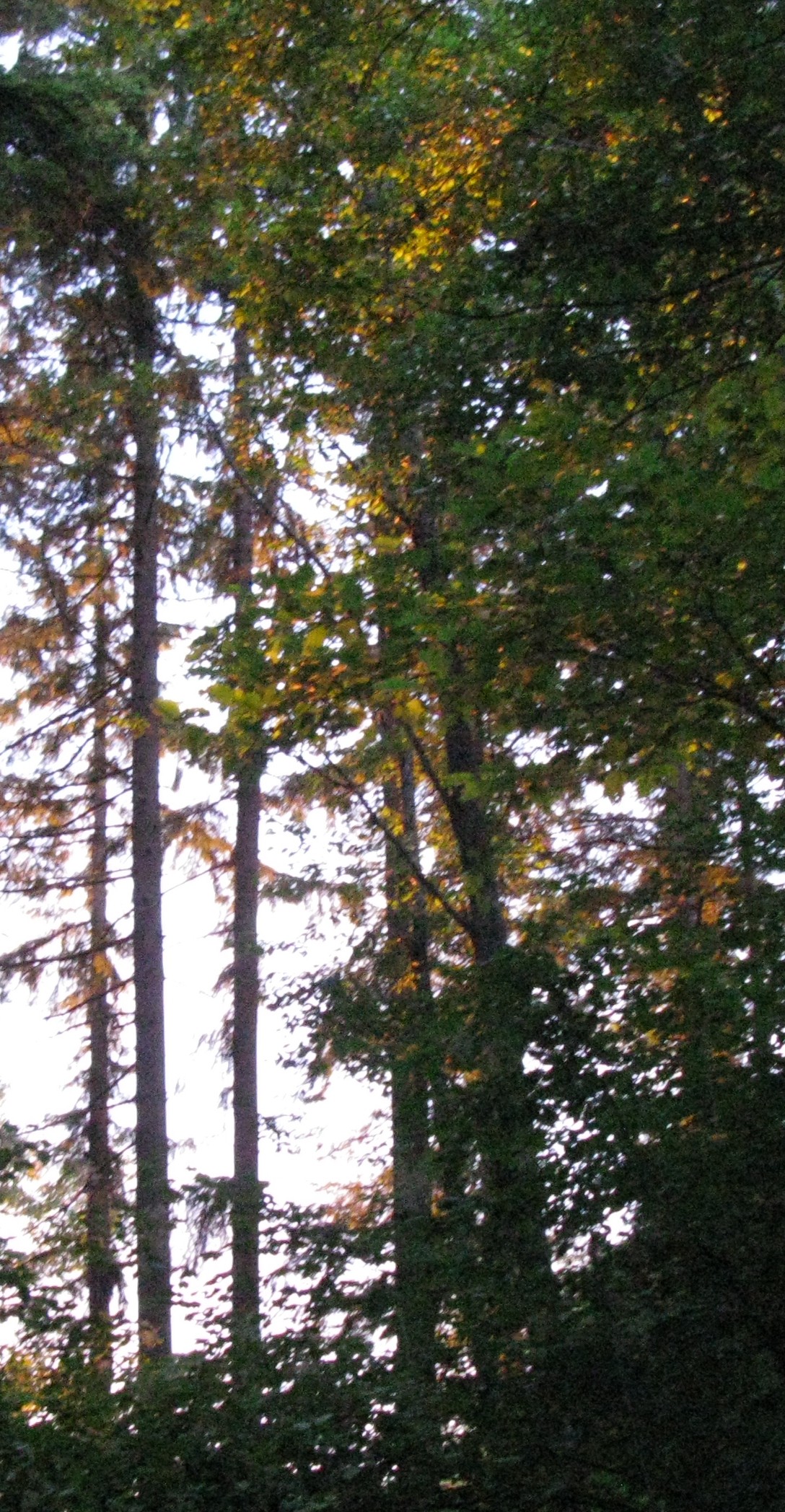 Cougar Mountain trees