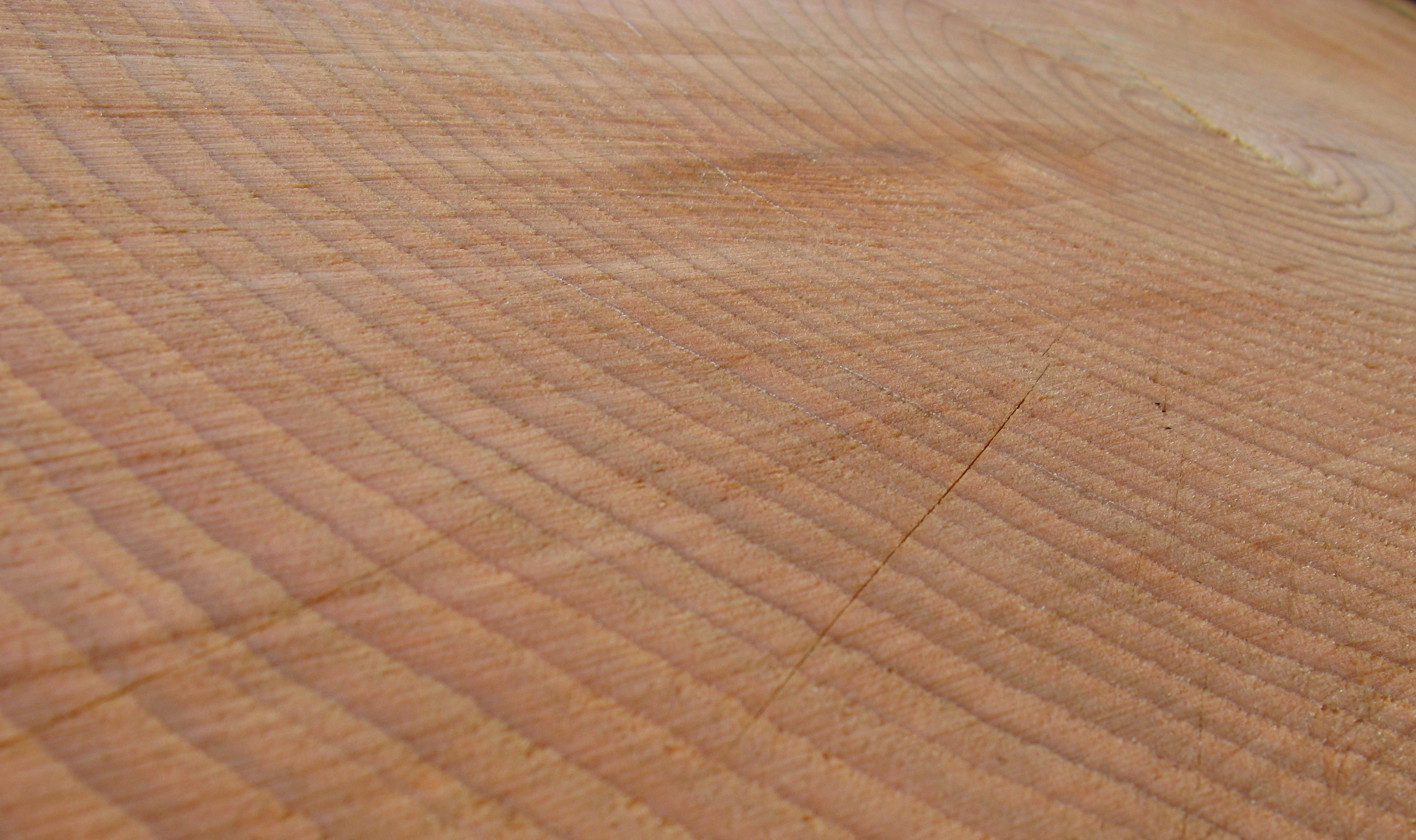 Cumberland tree ring log