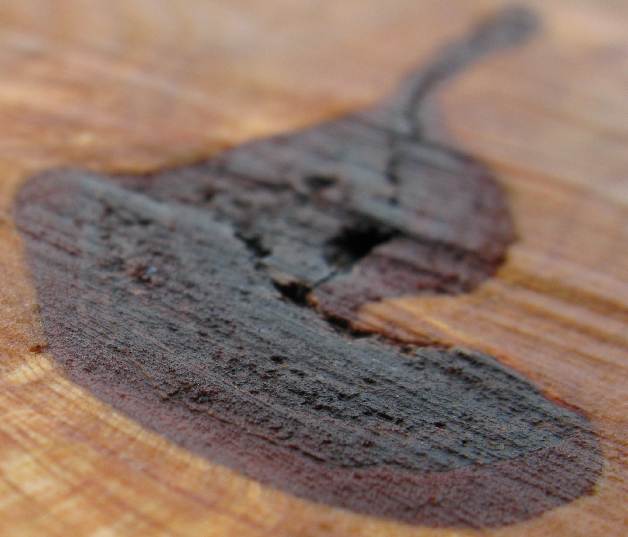 Cumberland tree ring log