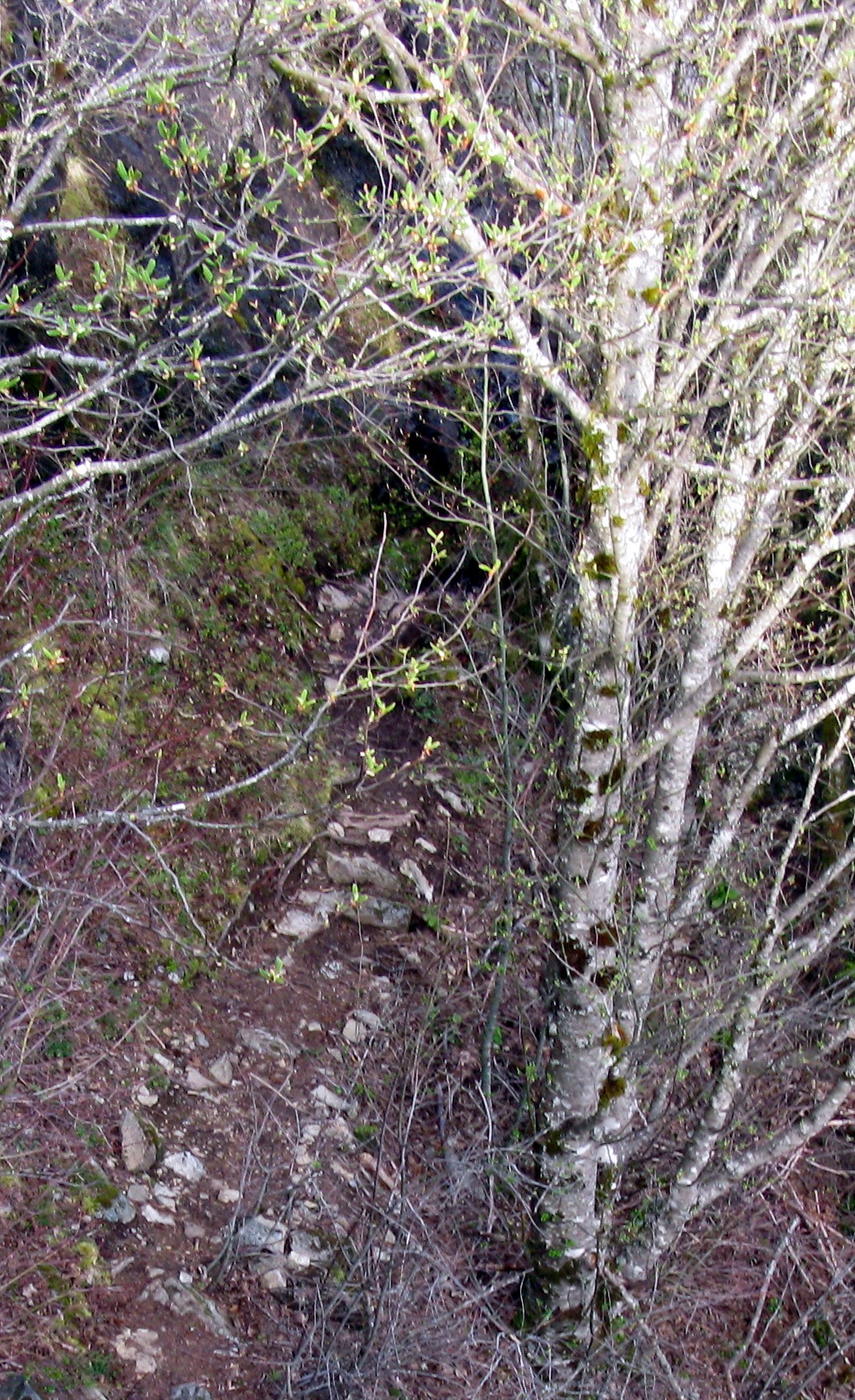 Dirty Harrys Balcony tree