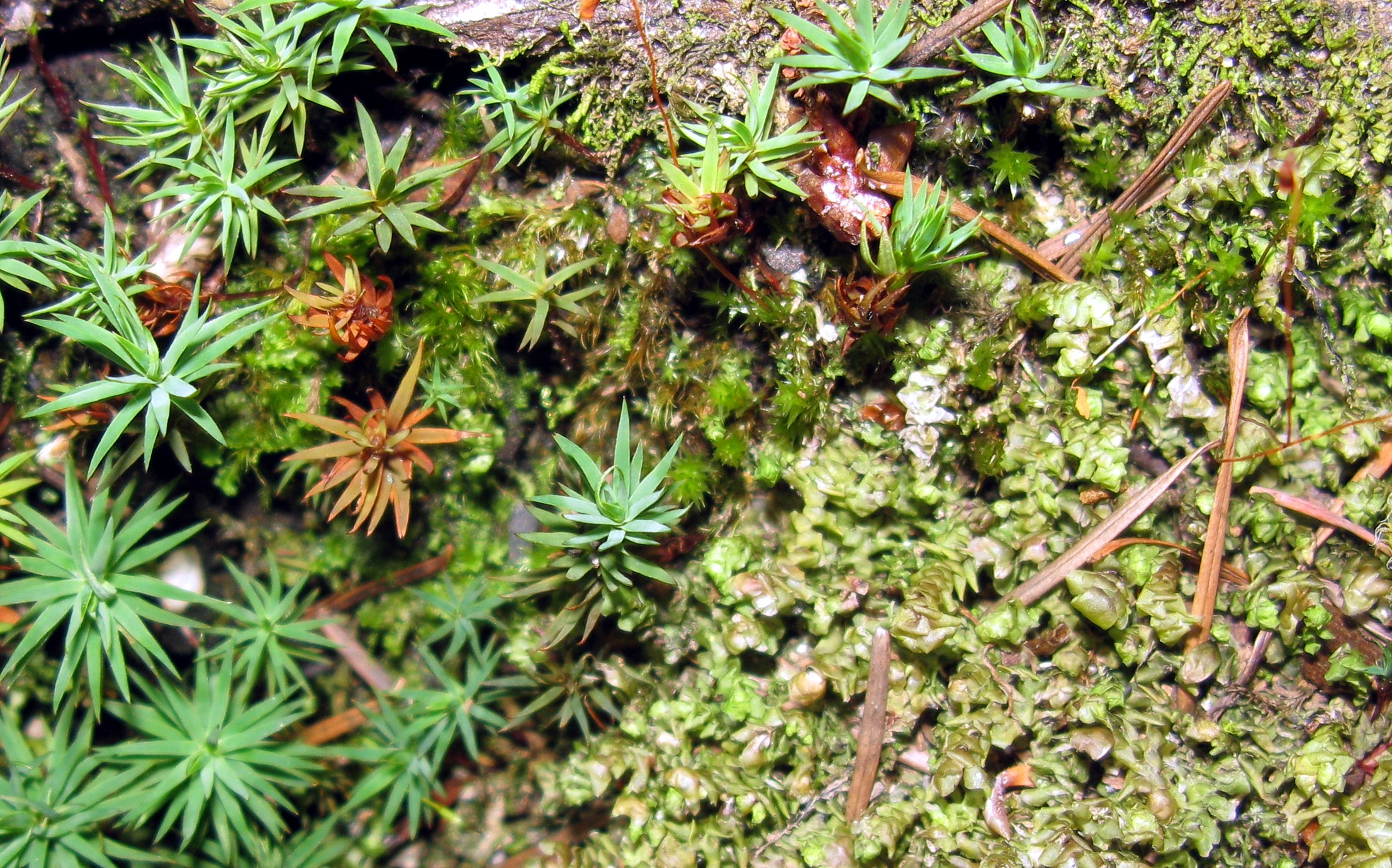 Dirty Harrys mini world