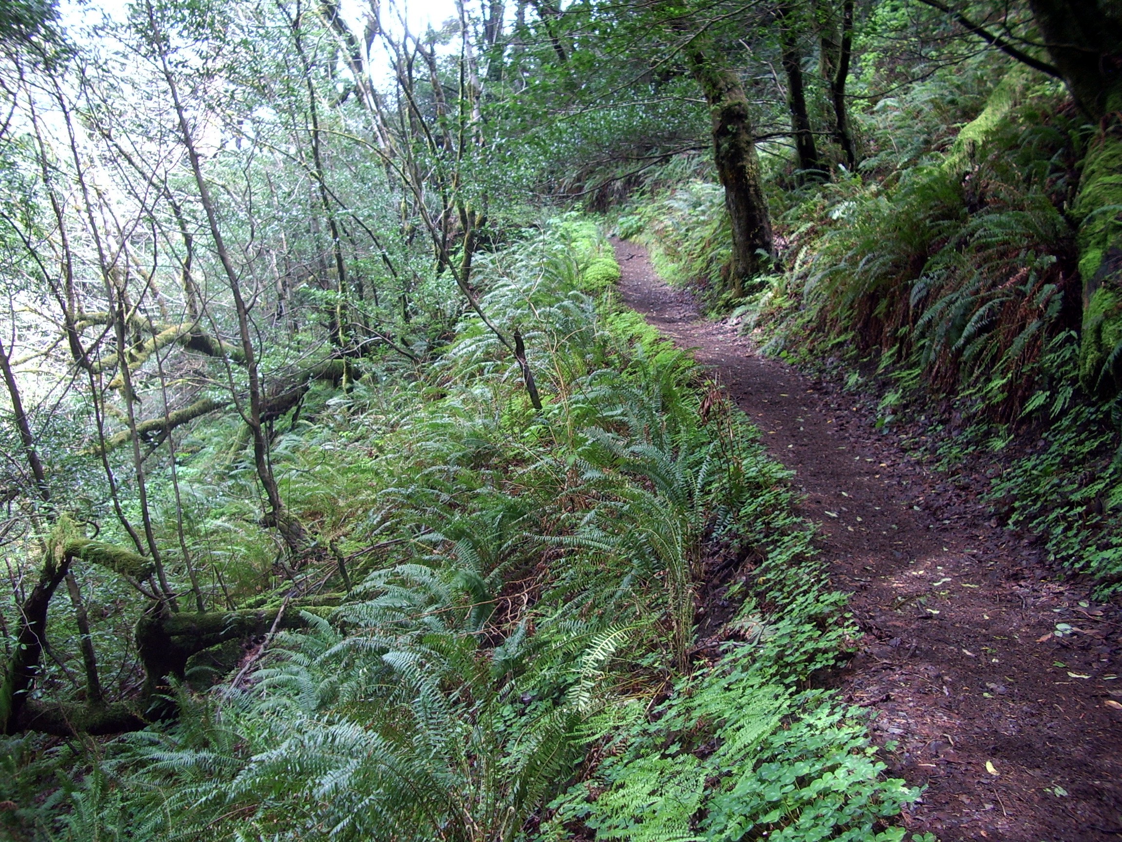 Humbug Mountain trail