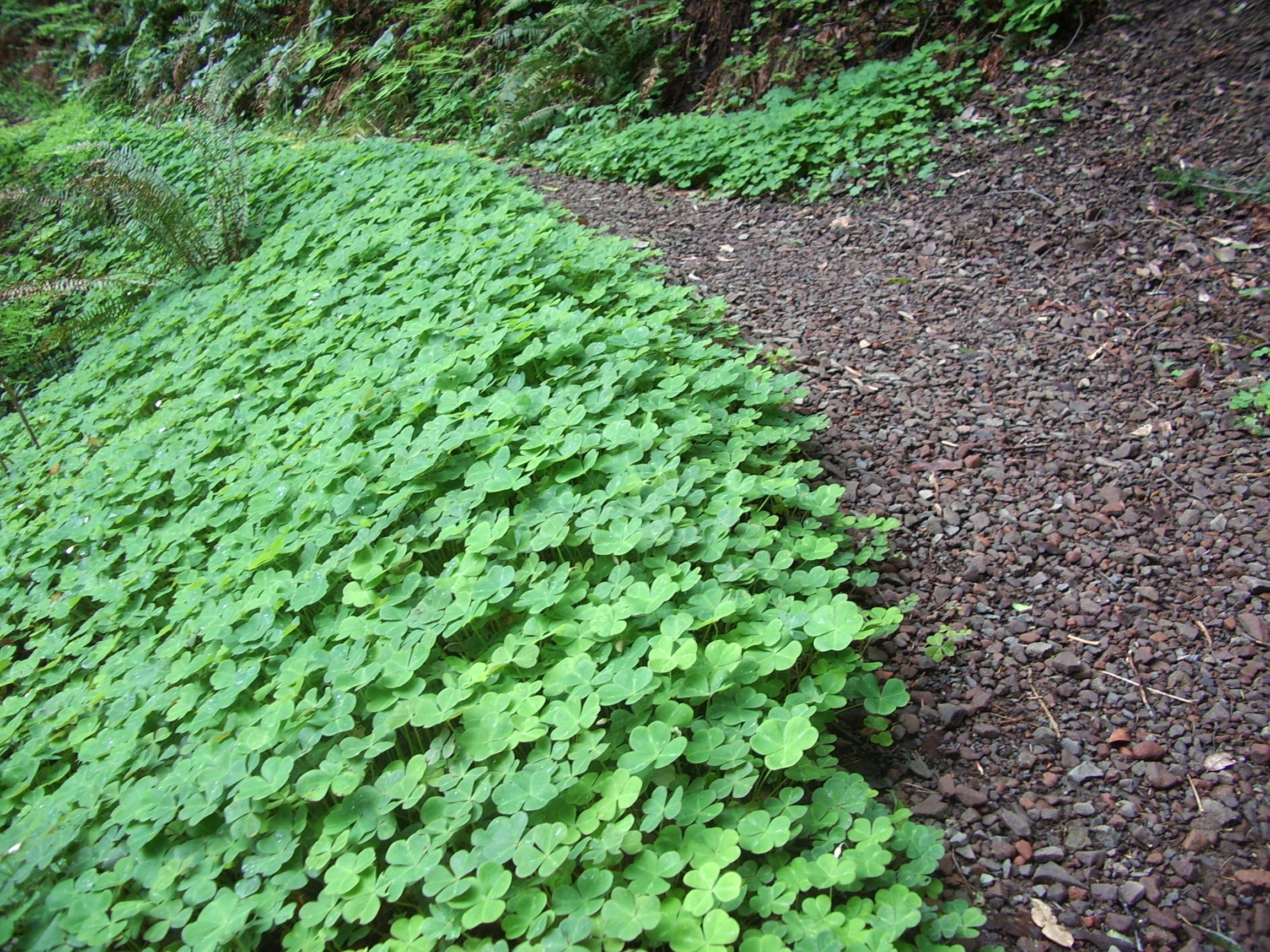 Humbug Mountain trail