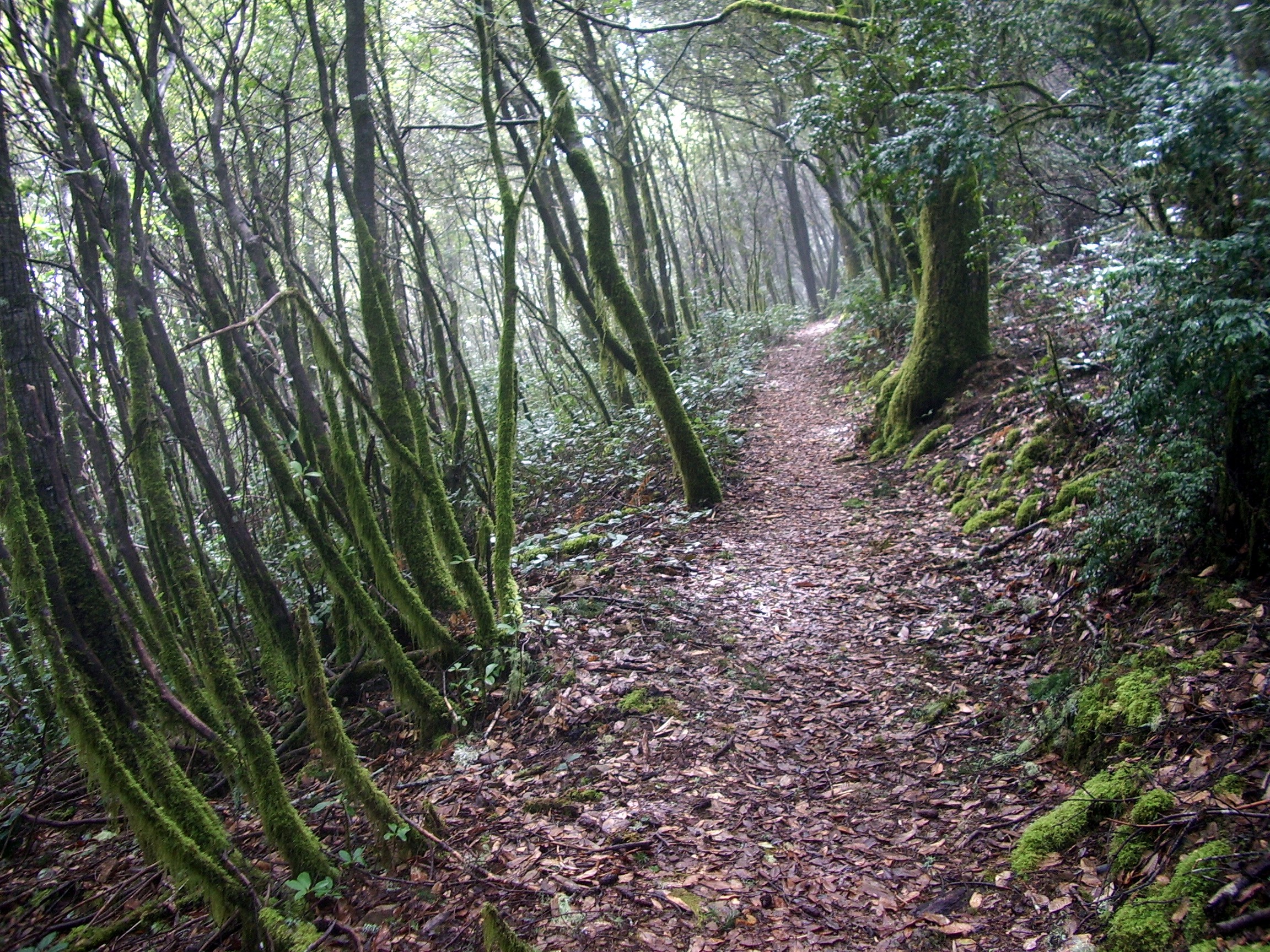 Humbug Mountain trail