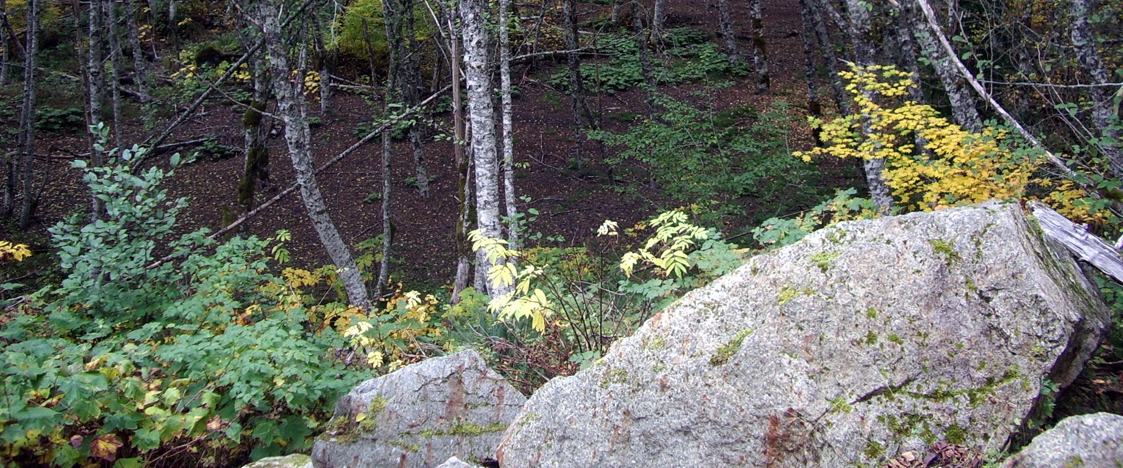 In A Glade crop