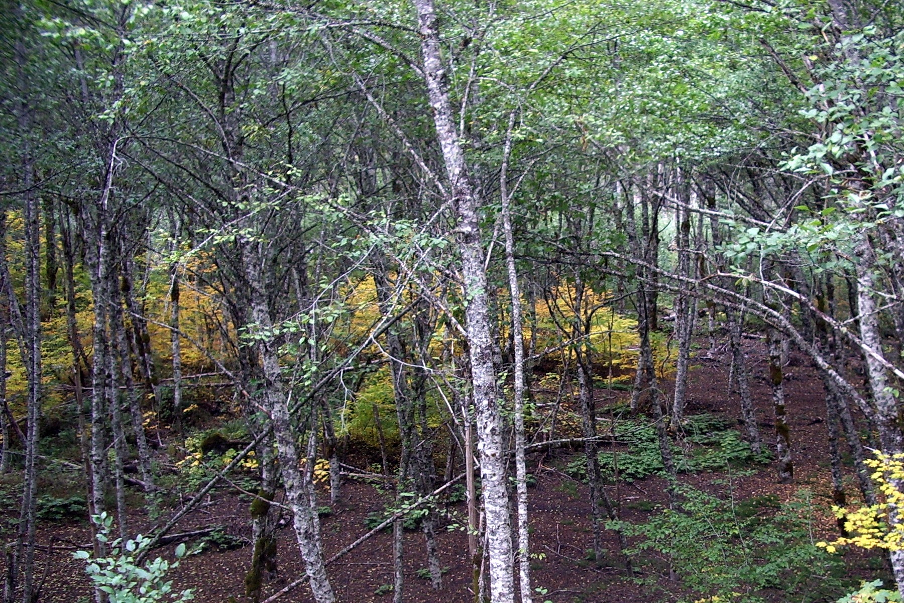 In A Glade crop