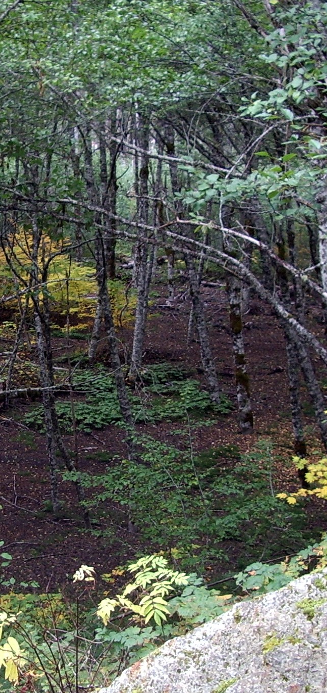 In A Glade crop