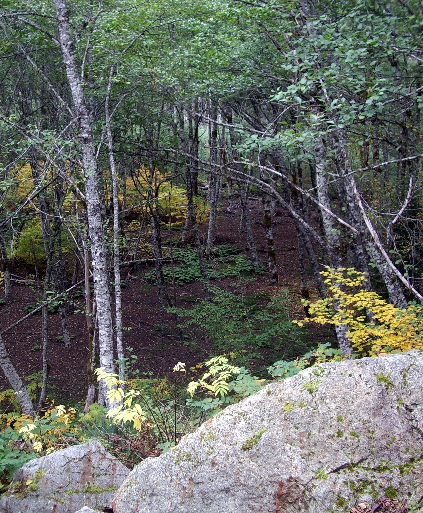 In A Glade crop