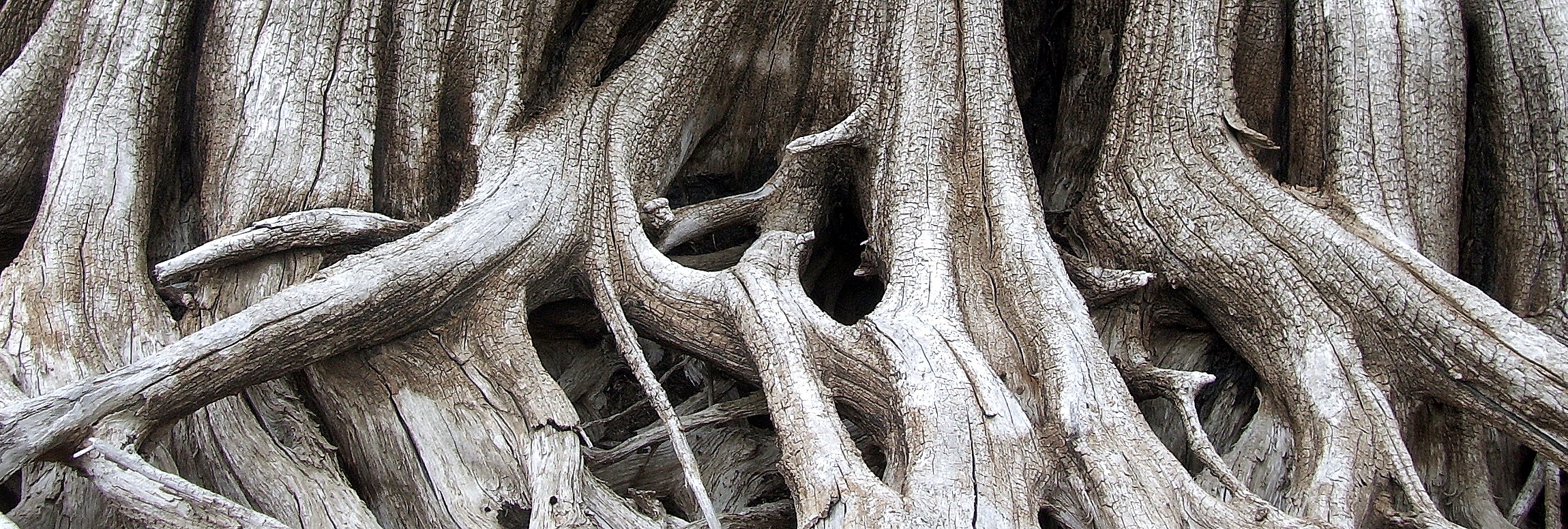 Lake Keechelus tree