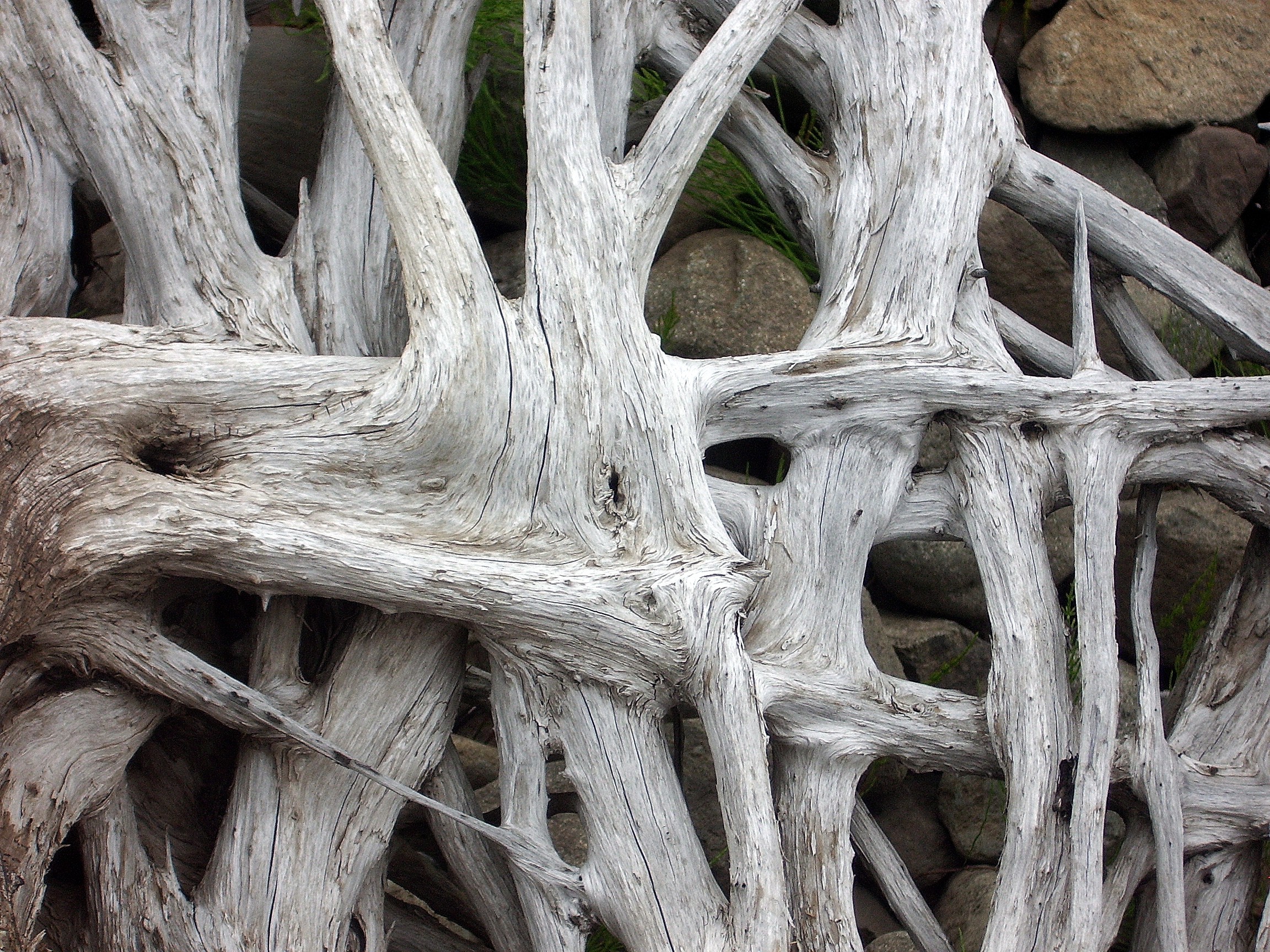 Lake Keechelus tree