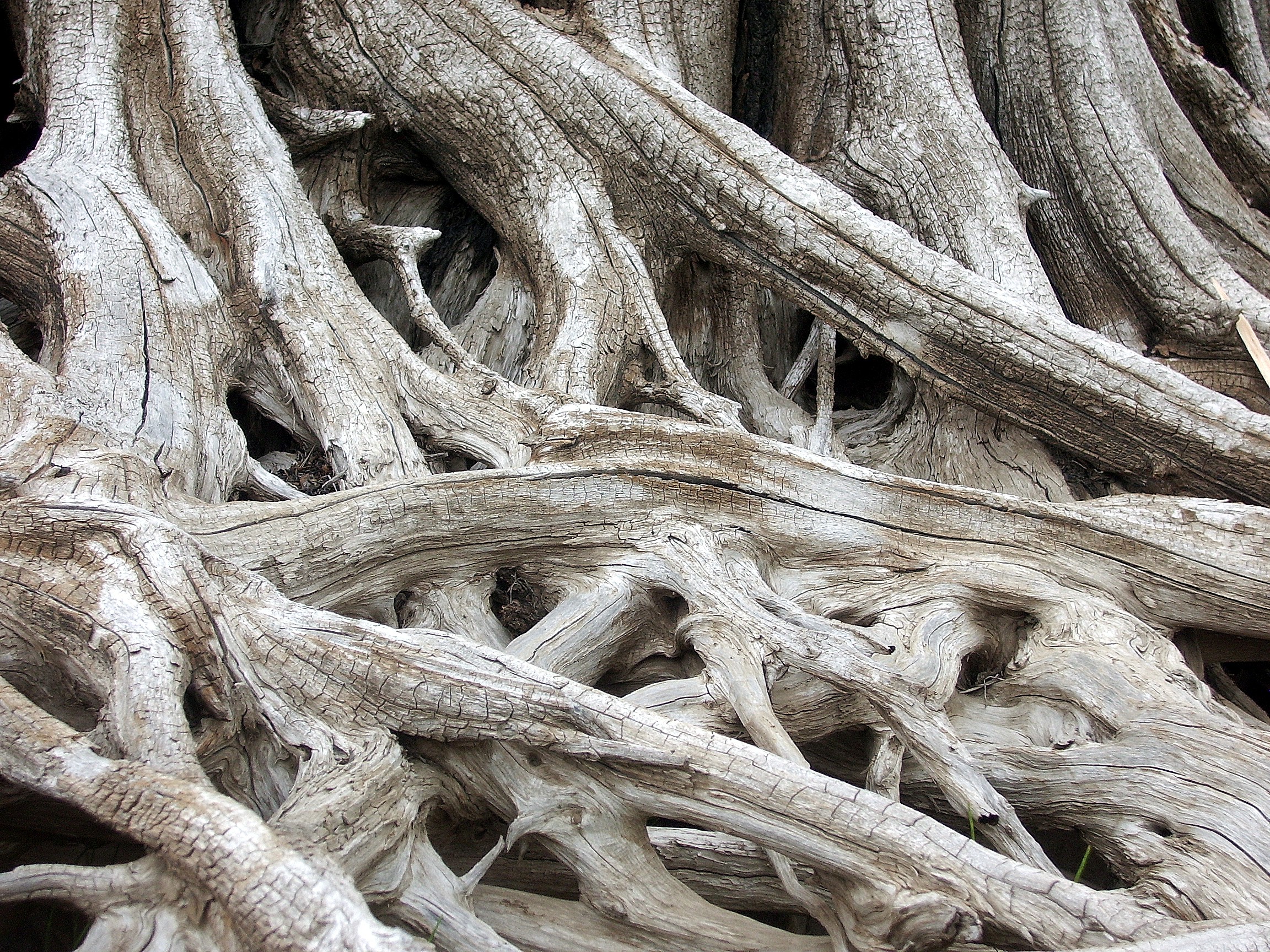 Lake Keechelus tree