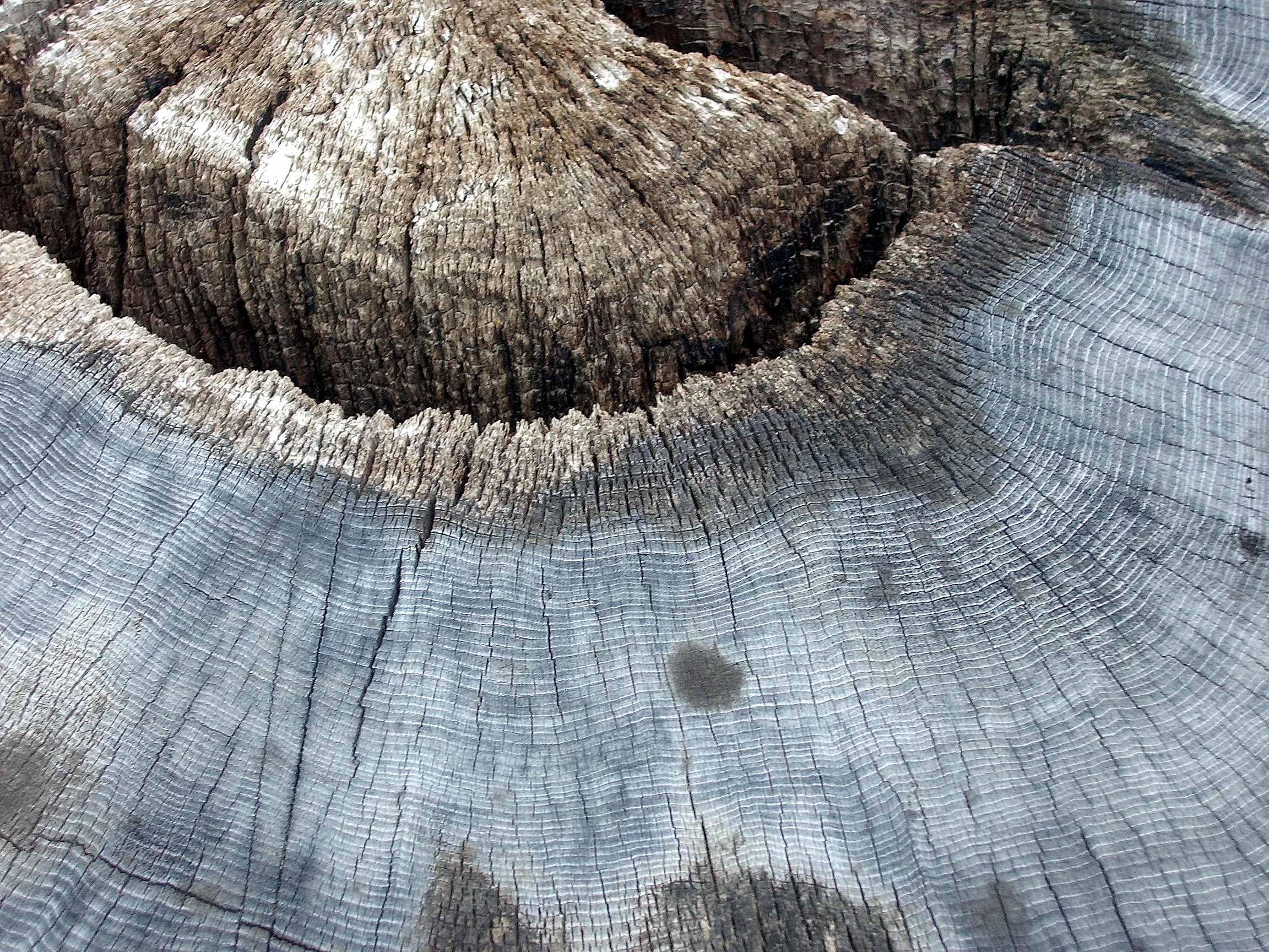 Lake Keechelus tree stump