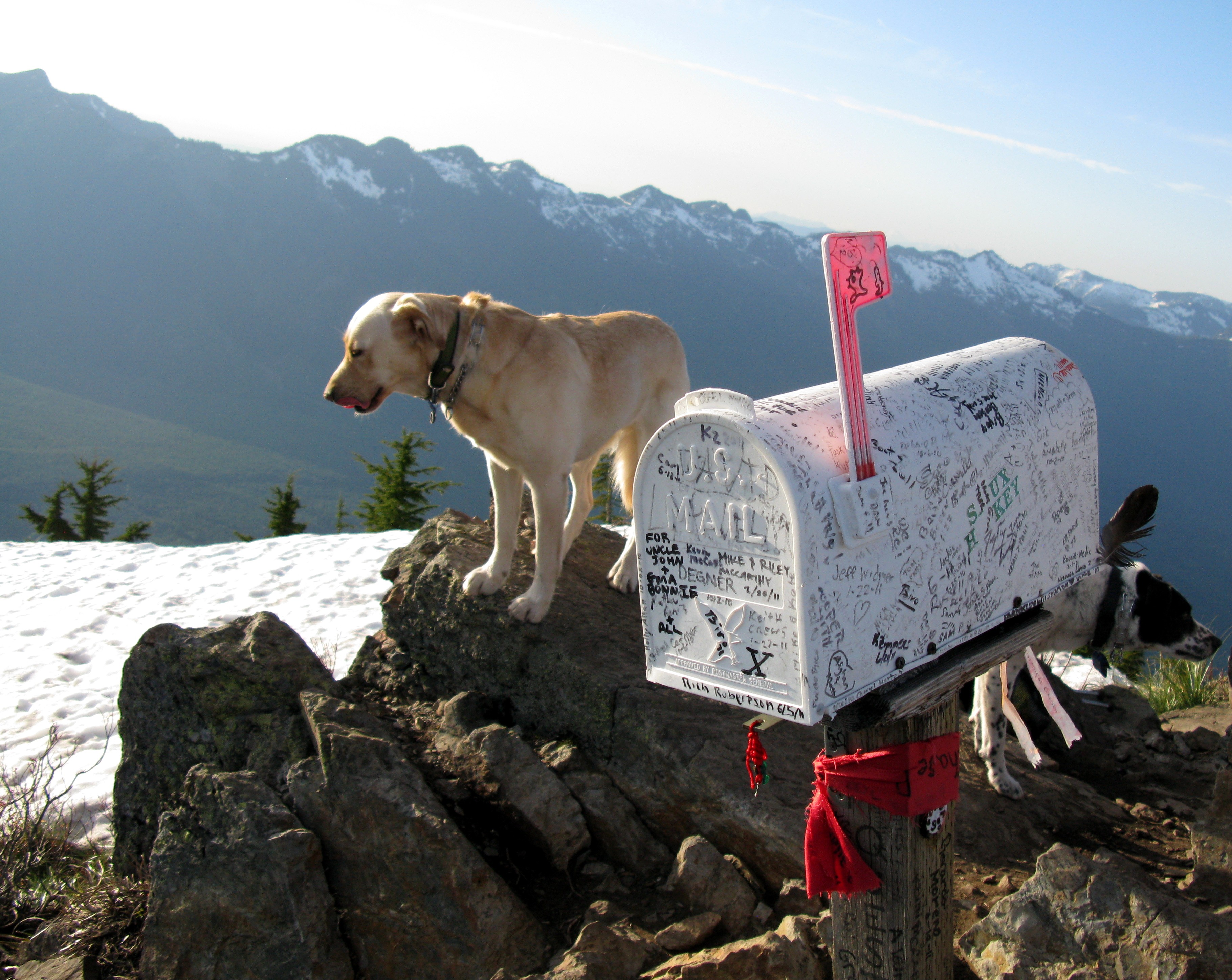 Mail Box Peak dog