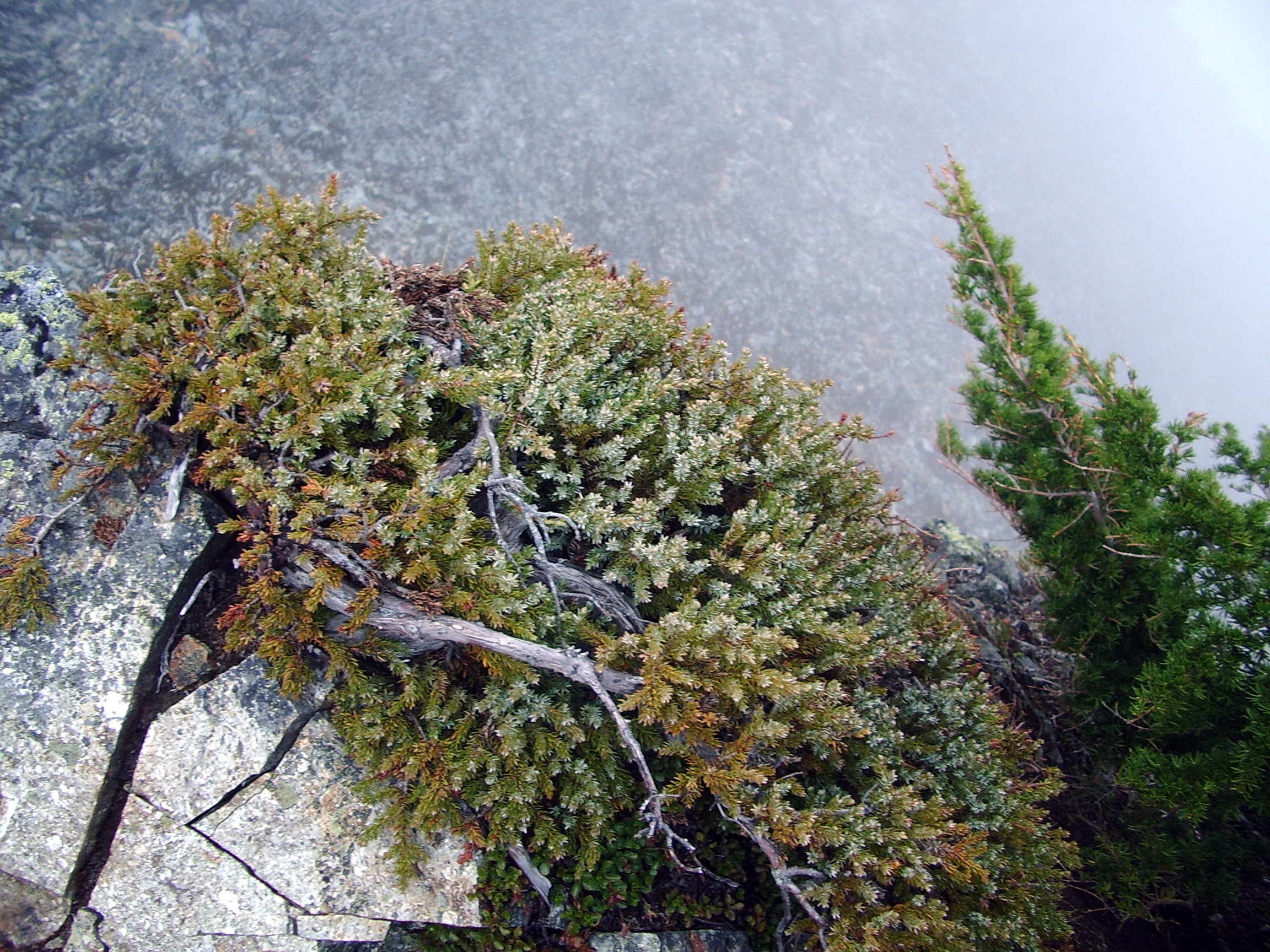 McClellan Butte bush
