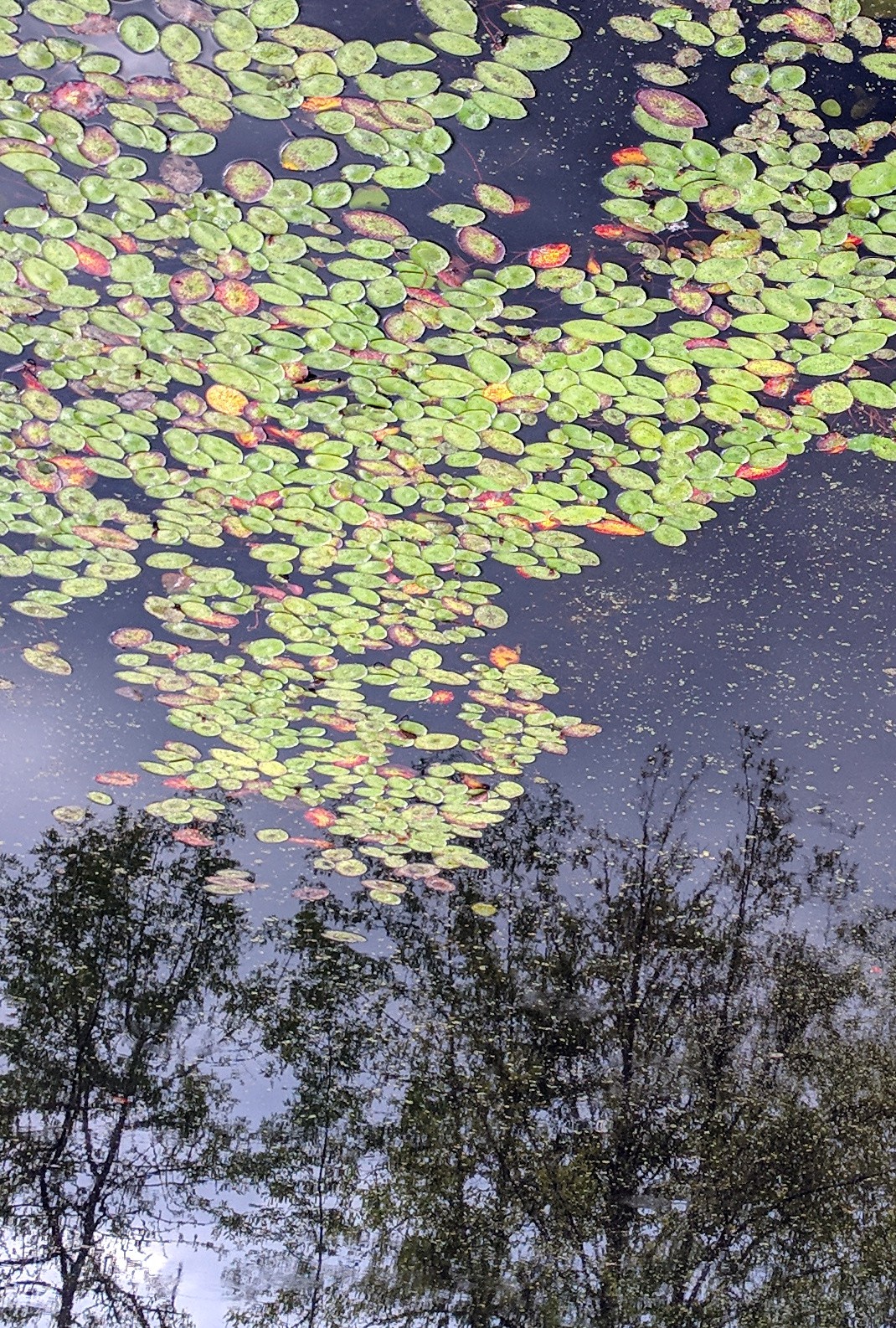 Nisqually starry night