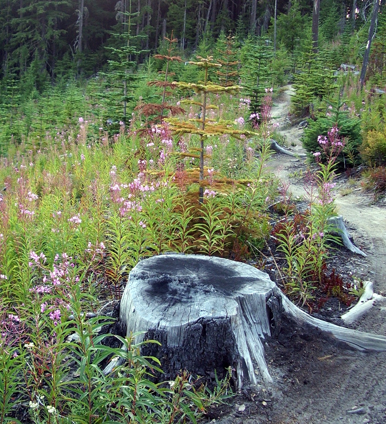 Palisades Trail