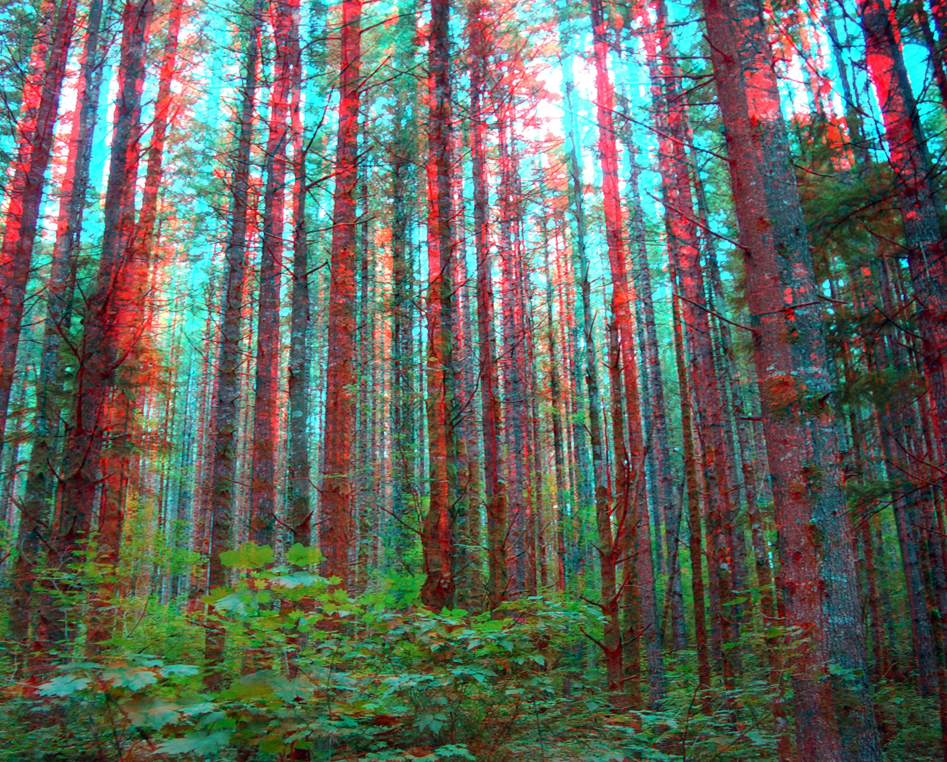 Rattlesnake Lake trail trees red cyan stereo