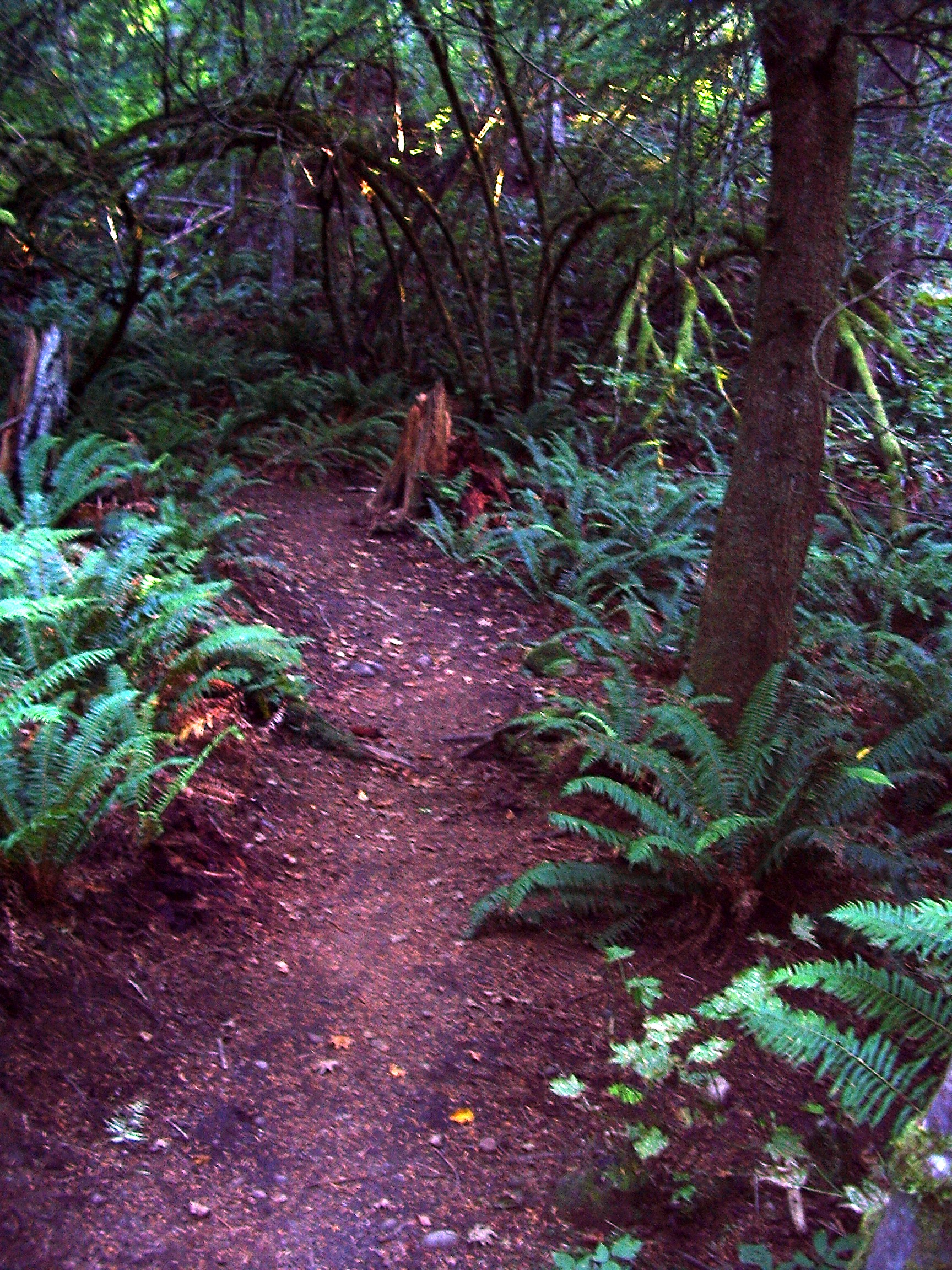 Rattlesnake Mountain trail August