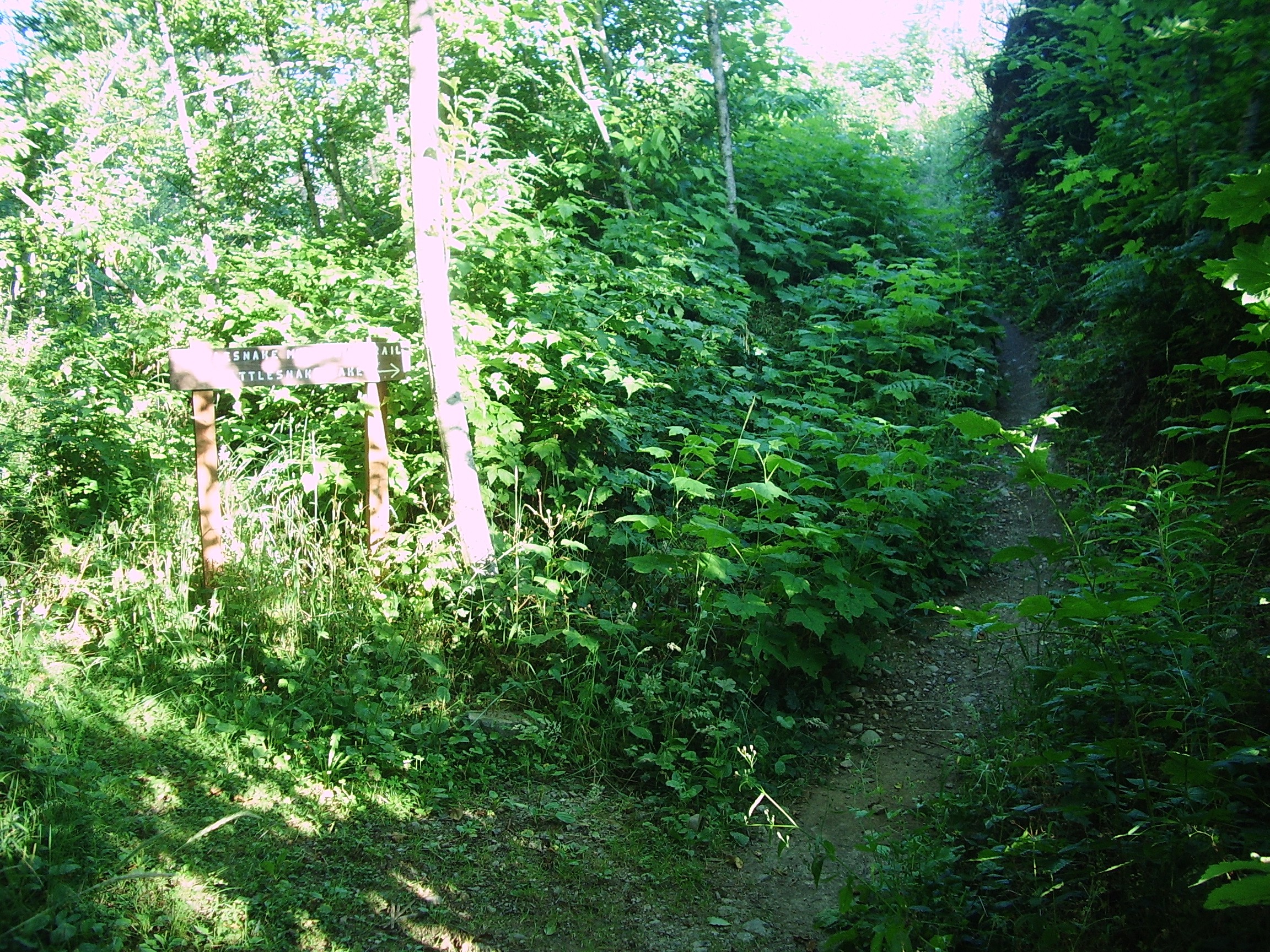 Rattlesnake Mountain trail August