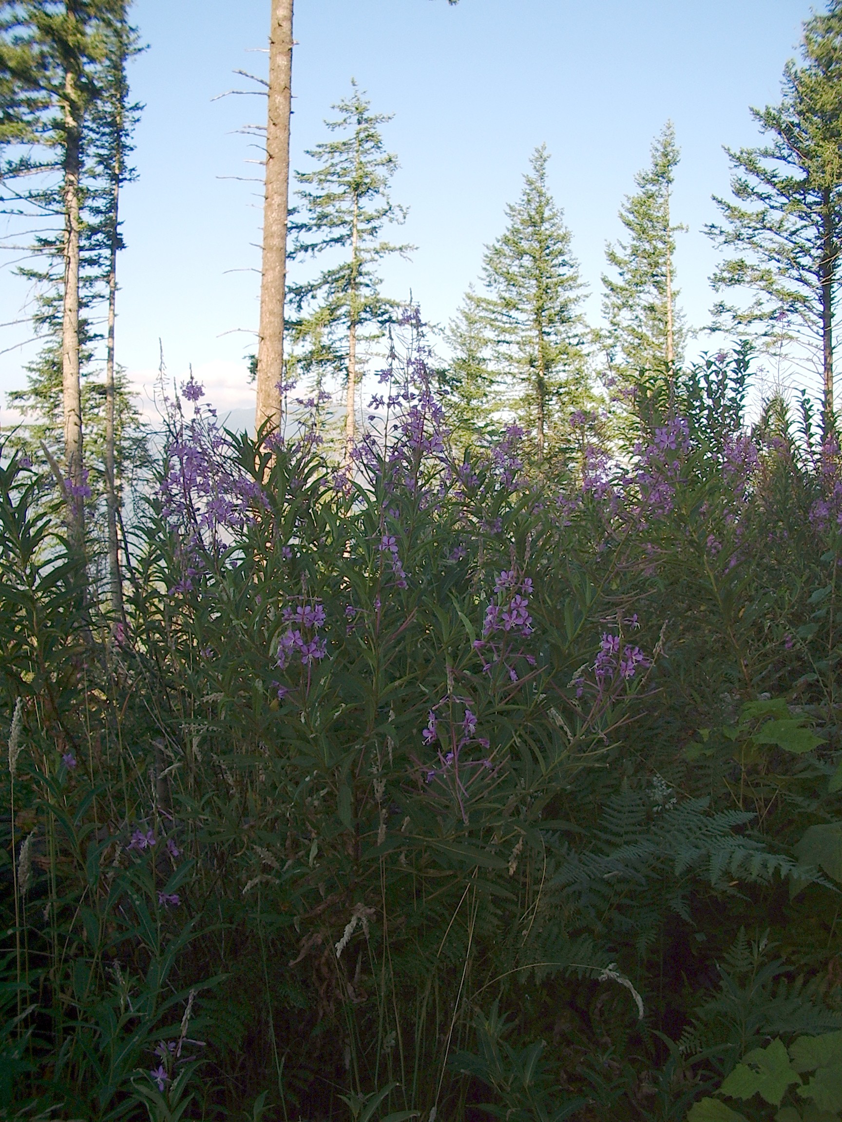 Rattlesnake Mountain trail August