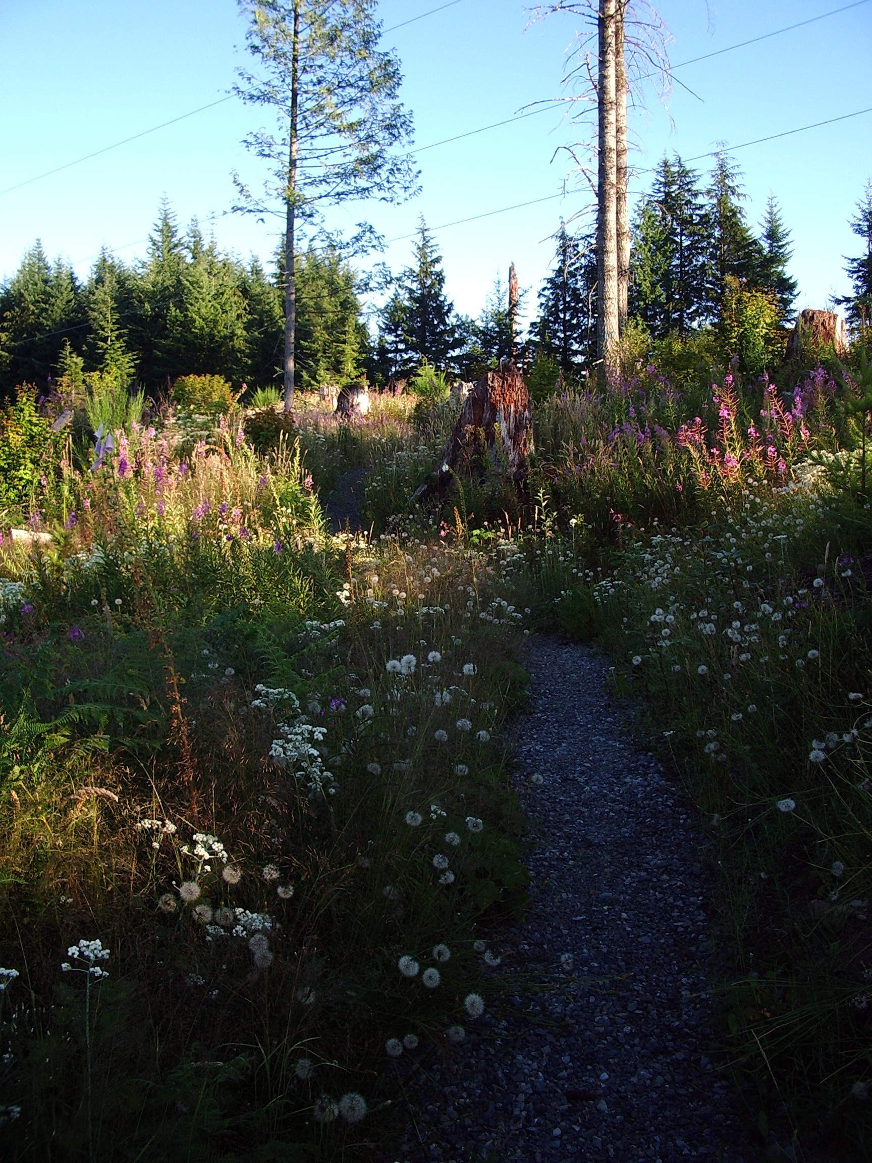 Rattlesnake Mountain trail August