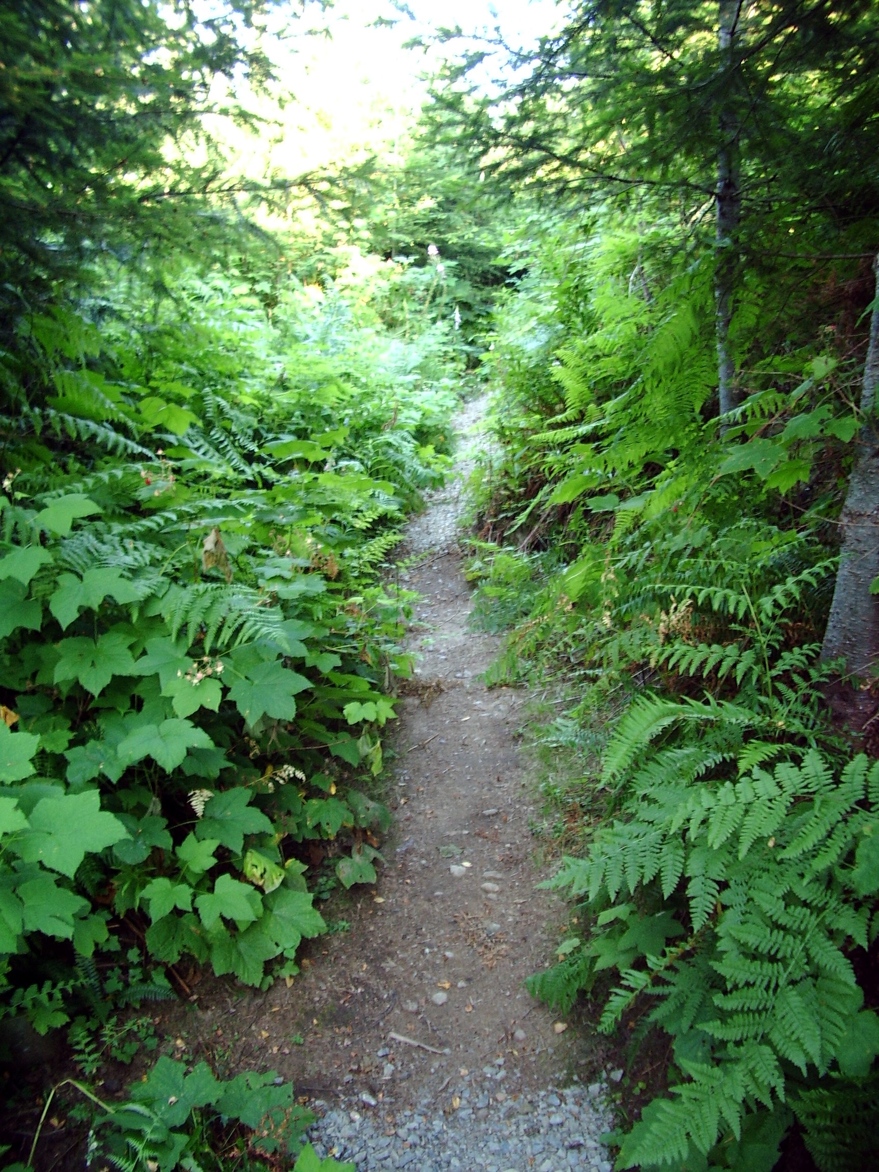 Rattlesnake Mountain trail August