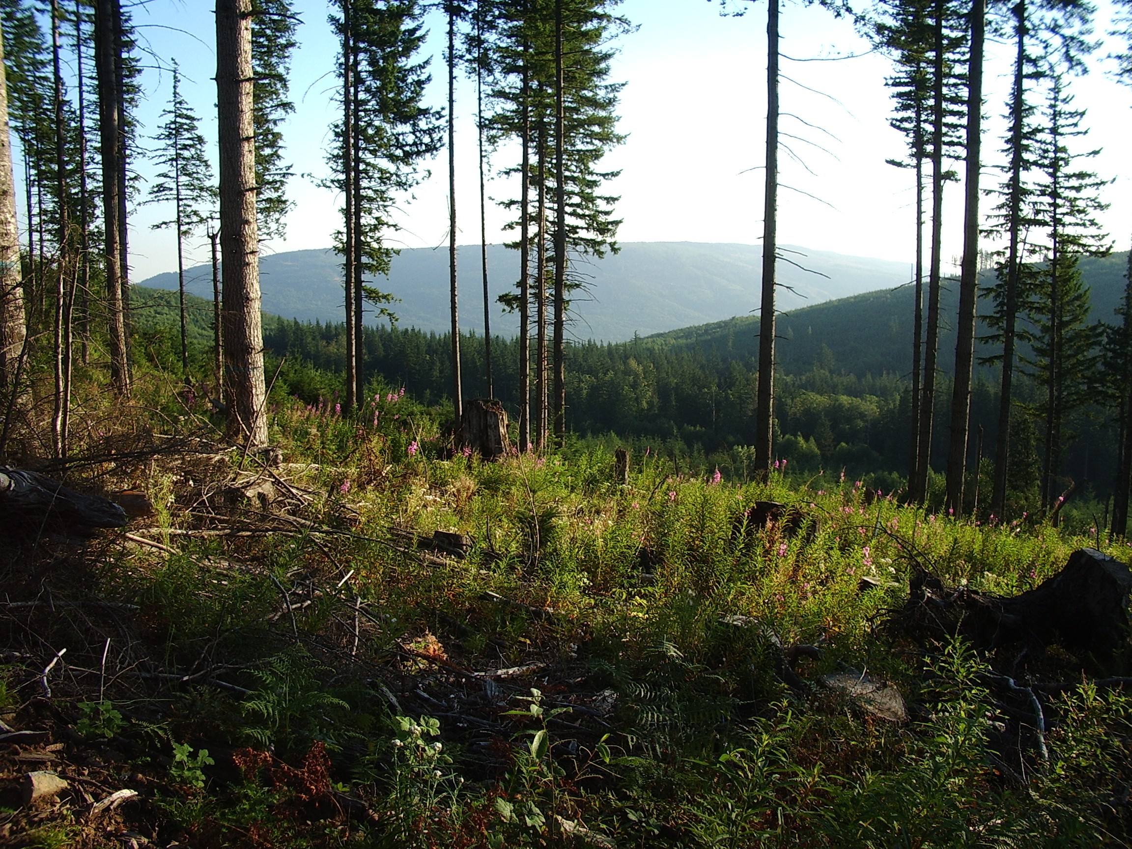 Rattlesnake Mountain trail August