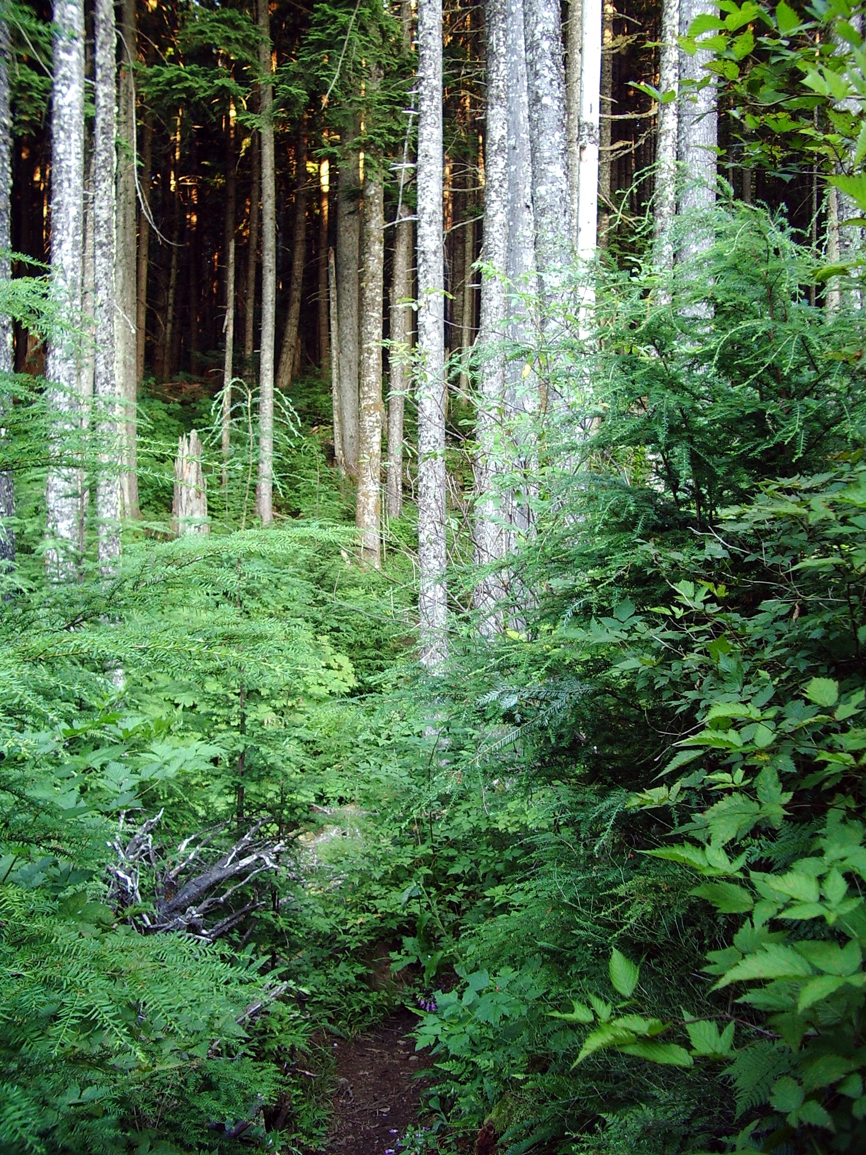 Rattlesnake Mountain trail August