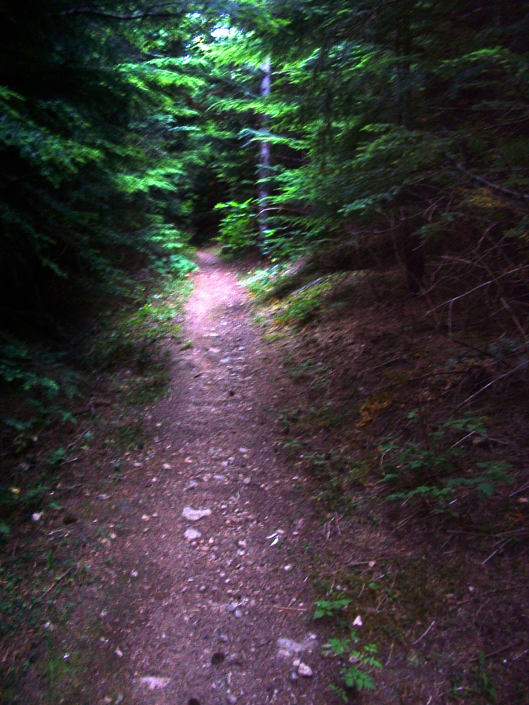 Rattlesnake Mountain trail August
