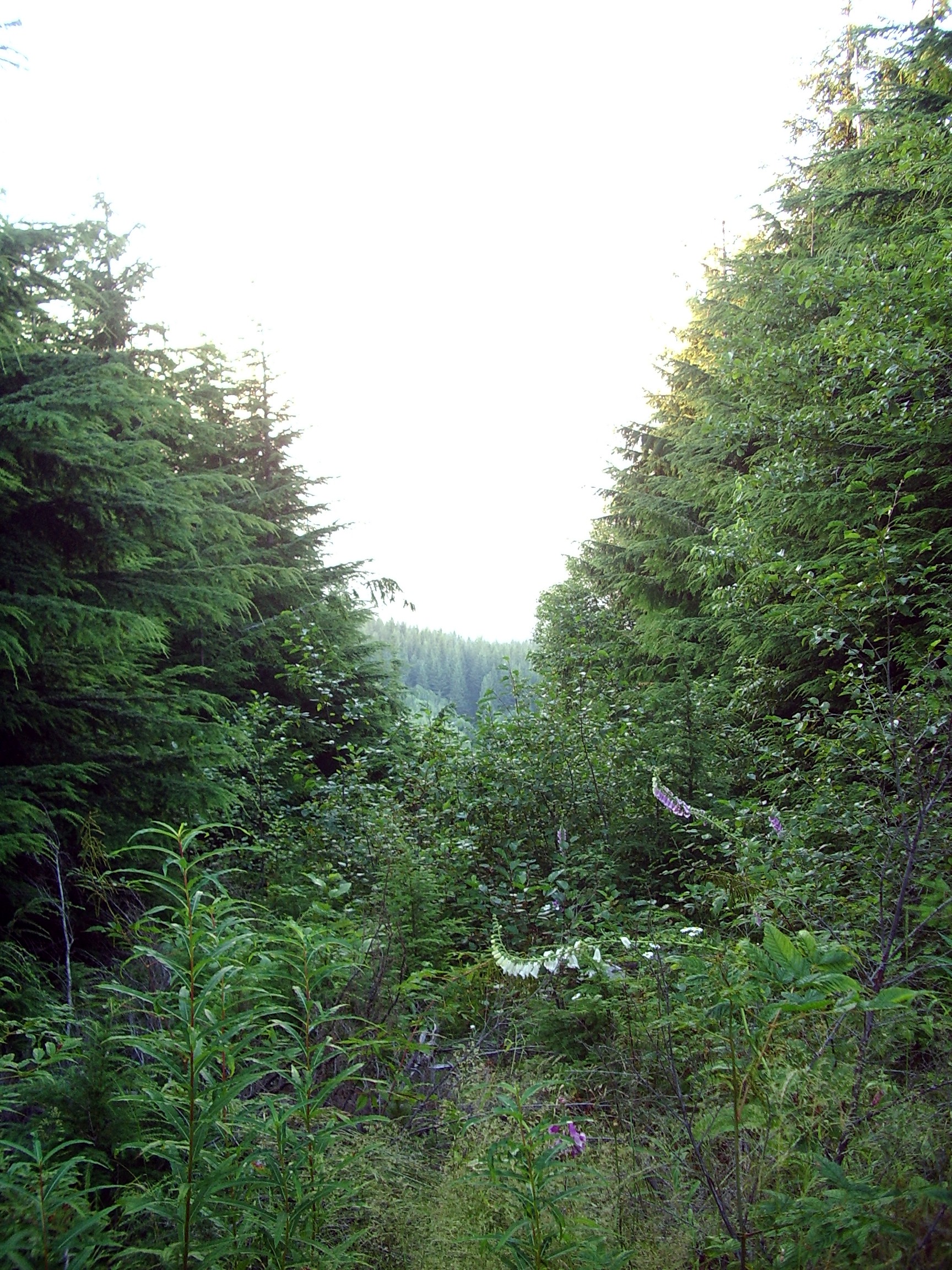 Rattlesnake Mountain trail August