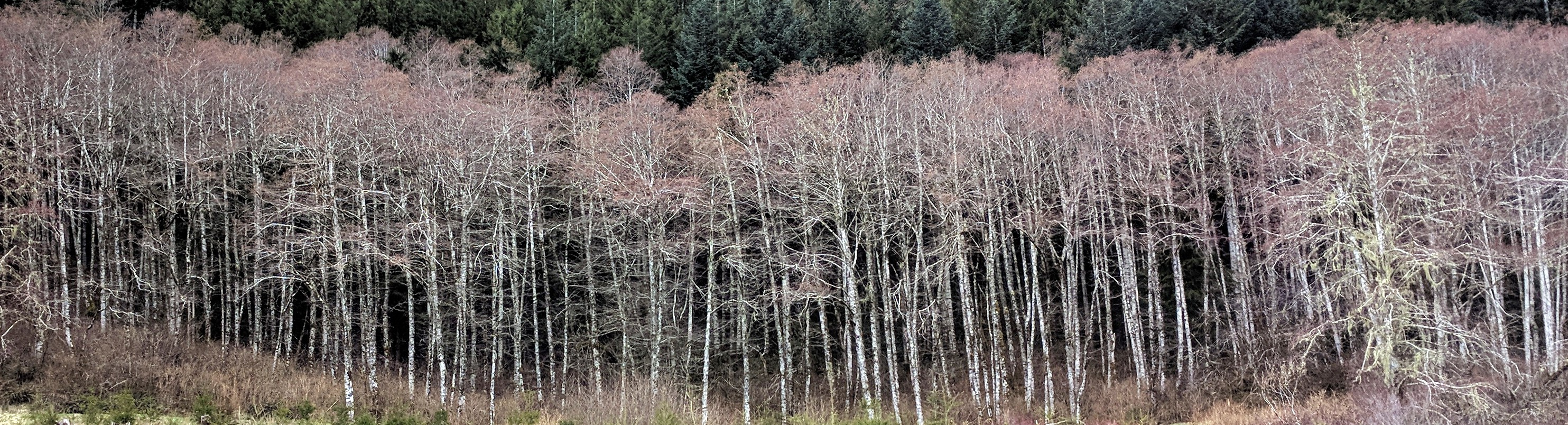 SE Washington trees