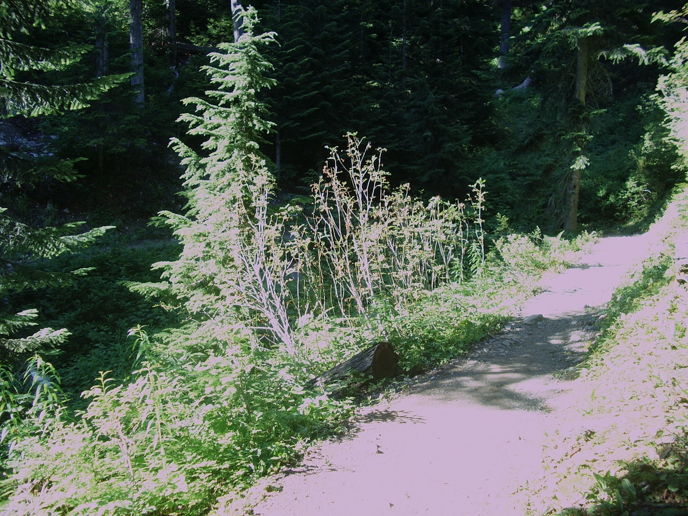 Snow Lake trail July