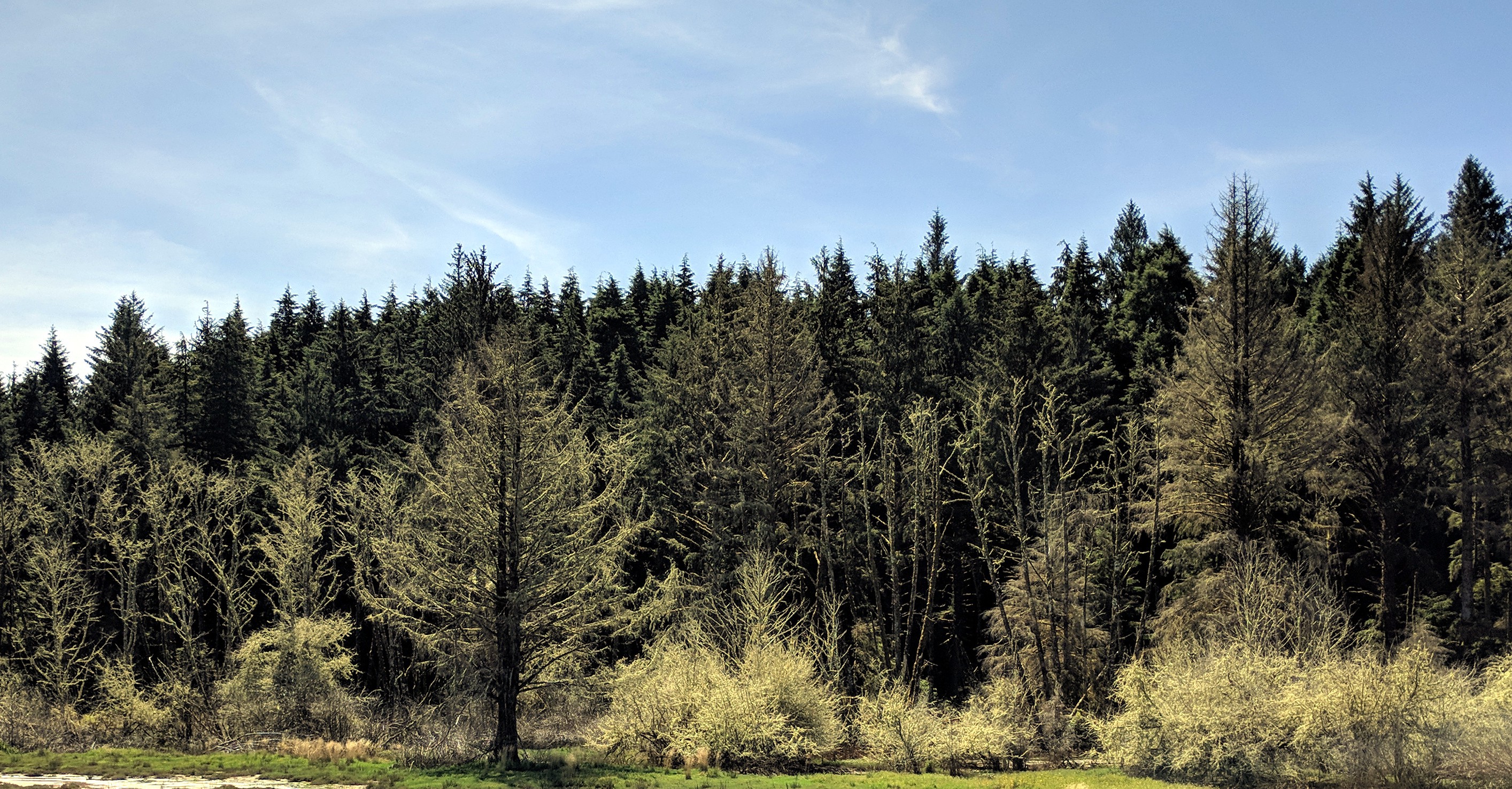 Willapa trees