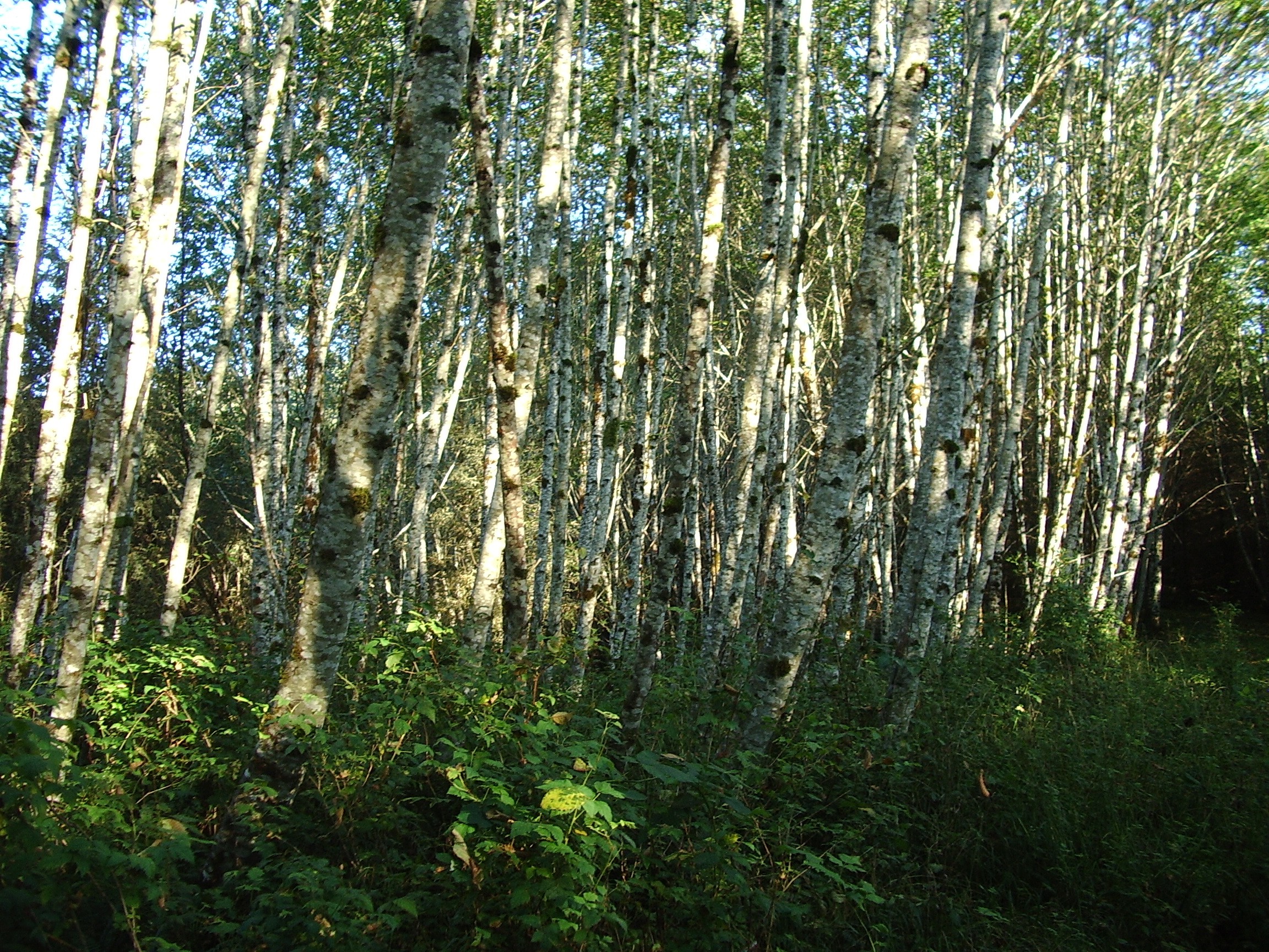 alders wandering on southwest washington logging roads