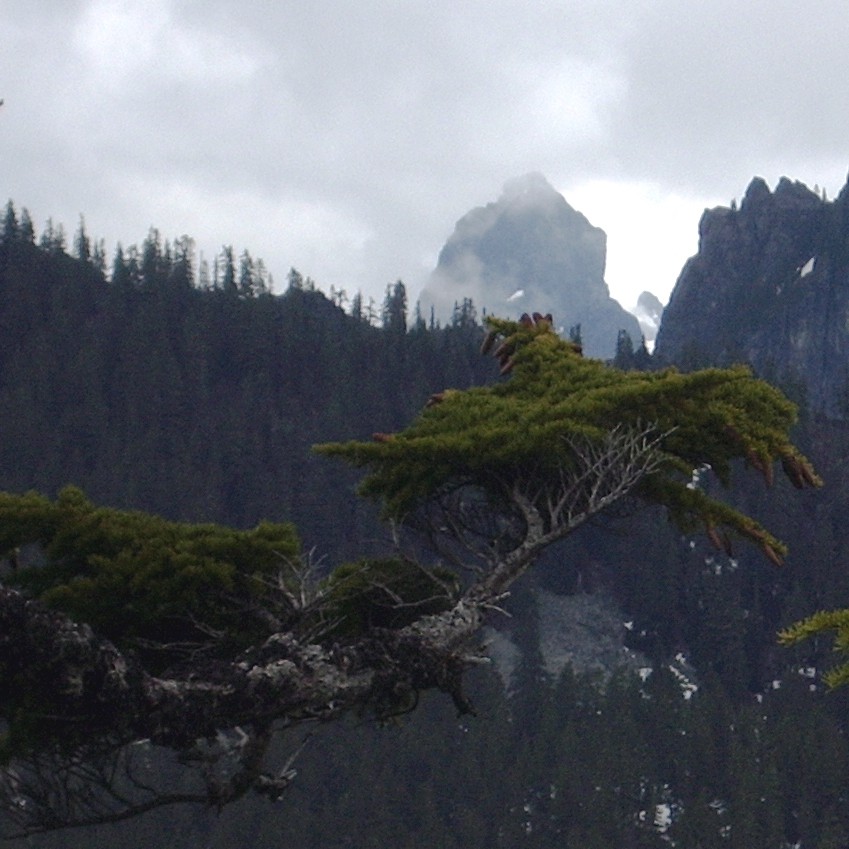 chair peak behind tree branch