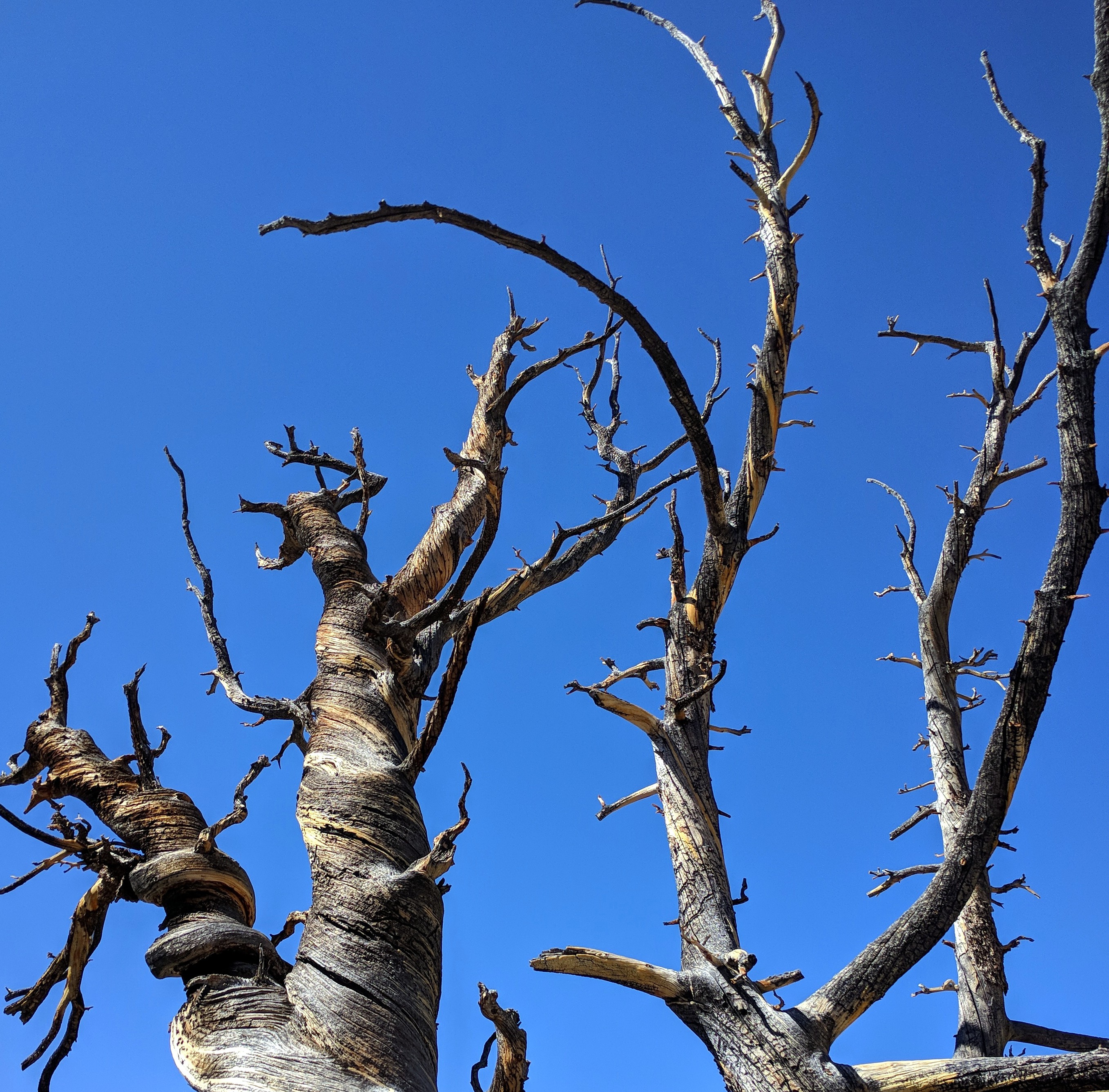 dead tree on Hells Backbone Road