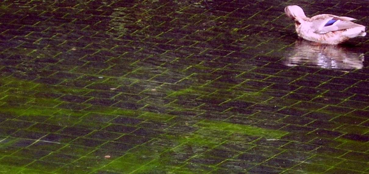 duck in Korean War Memorial