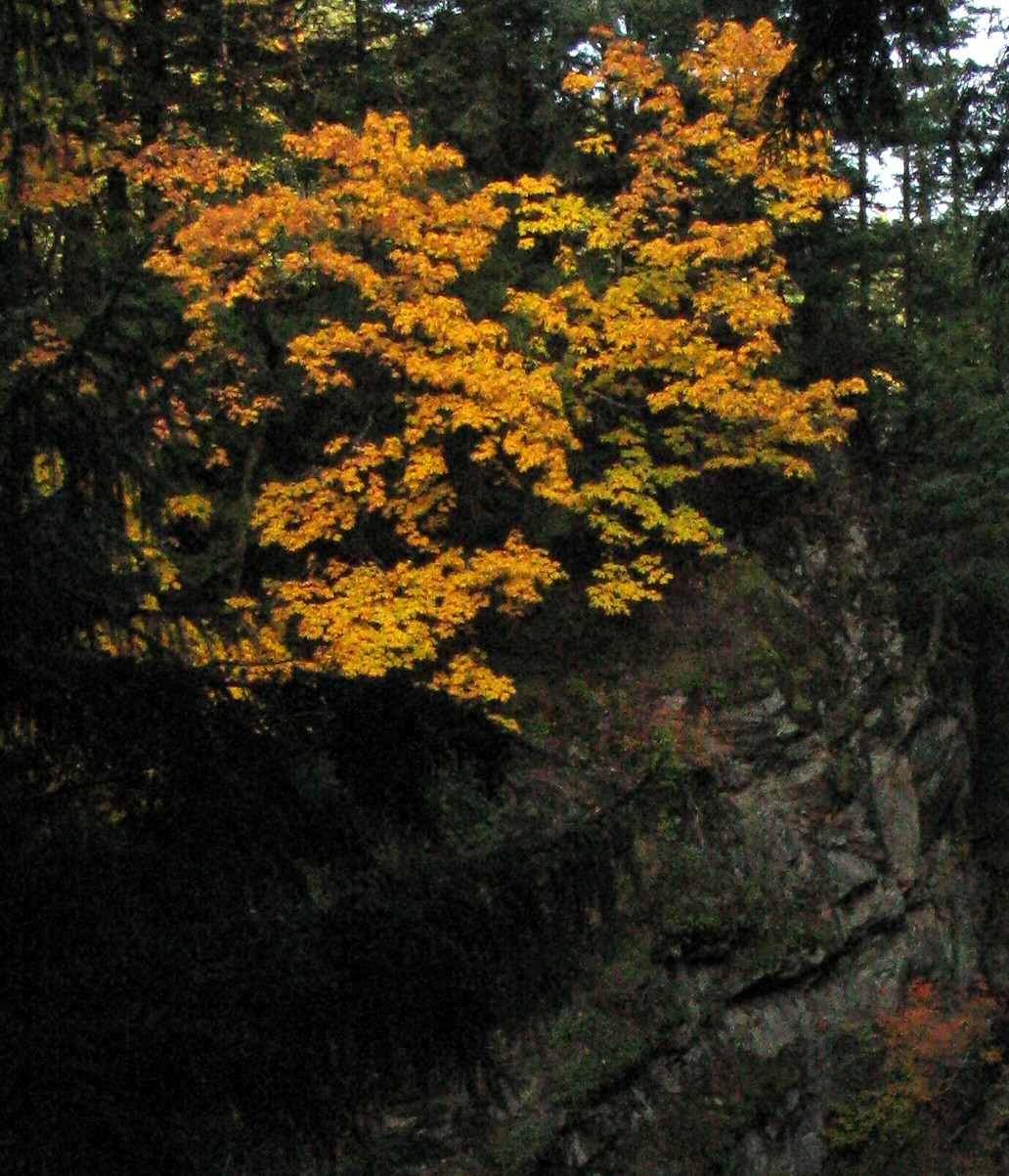 fall leaves above the falls