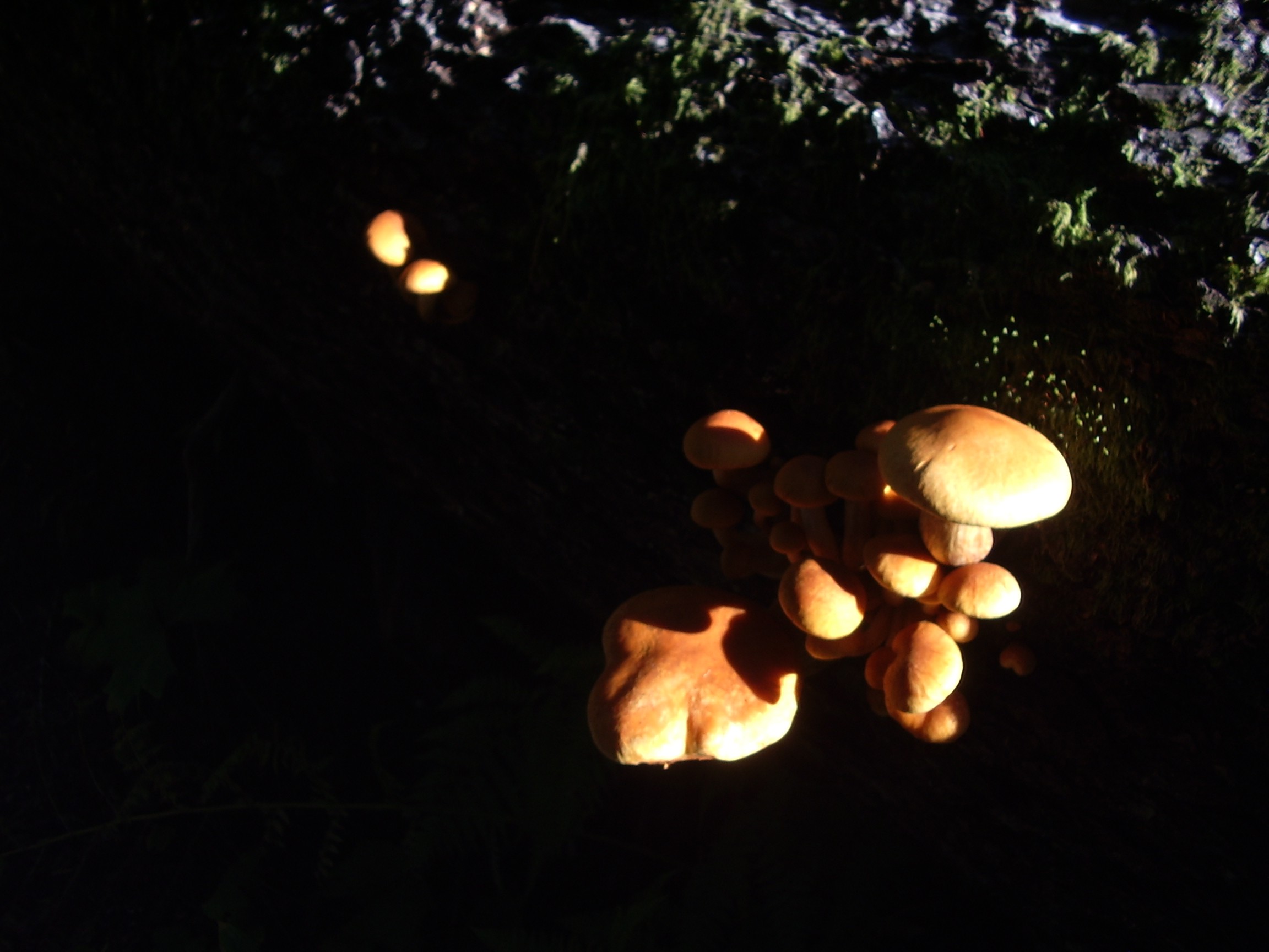 gold creek mushroom
