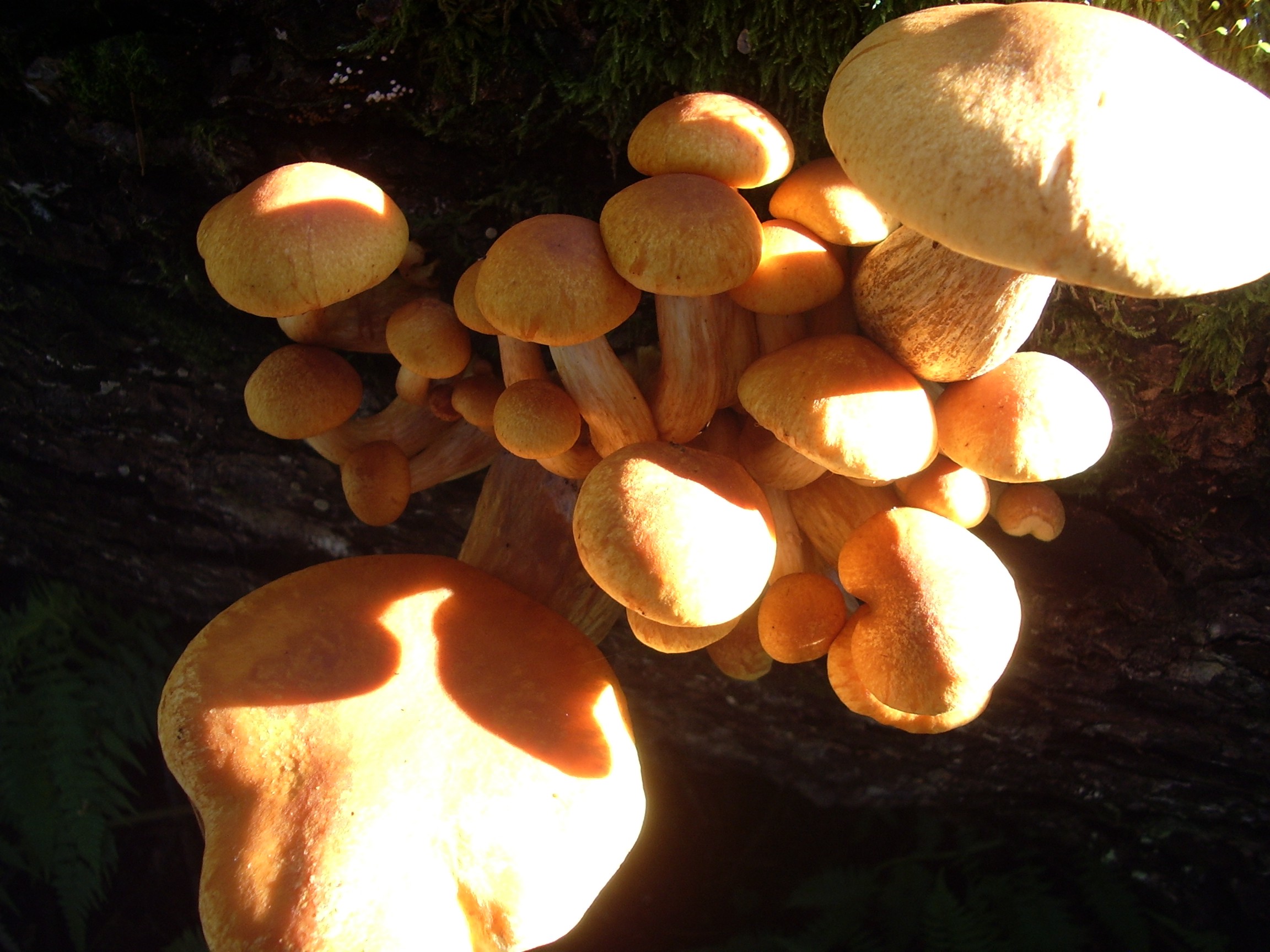 gold creek mushroom