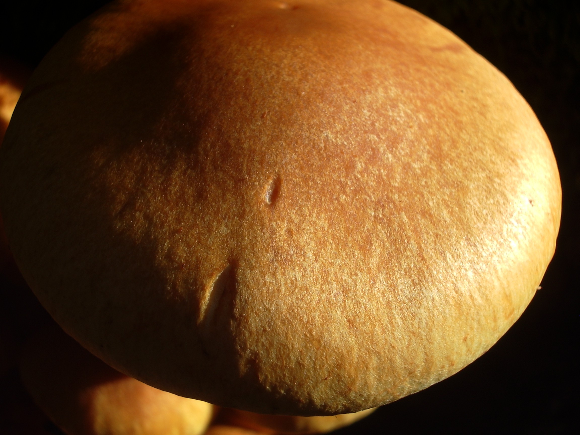 gold creek mushroom