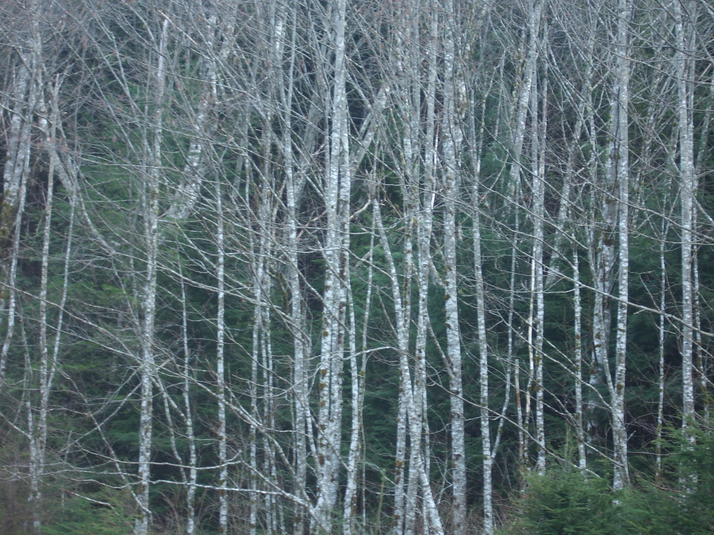 i90 trees