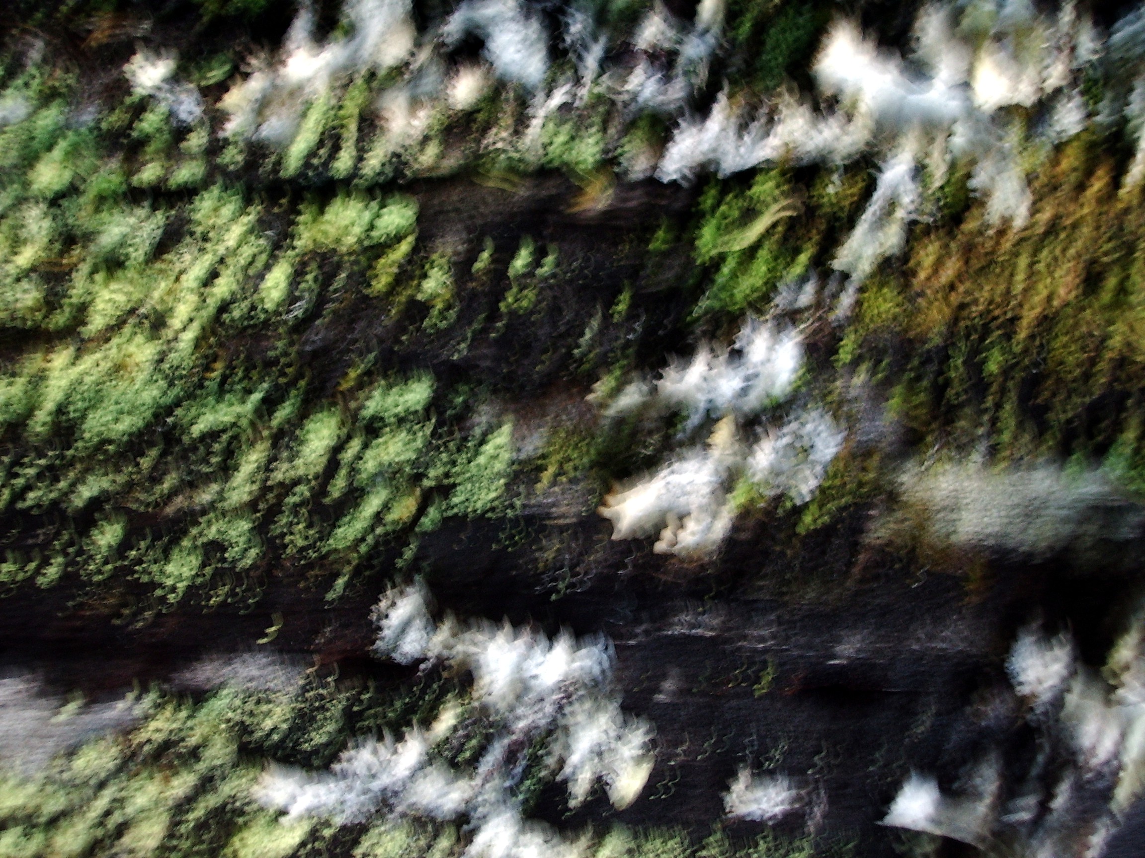 lichen pattern