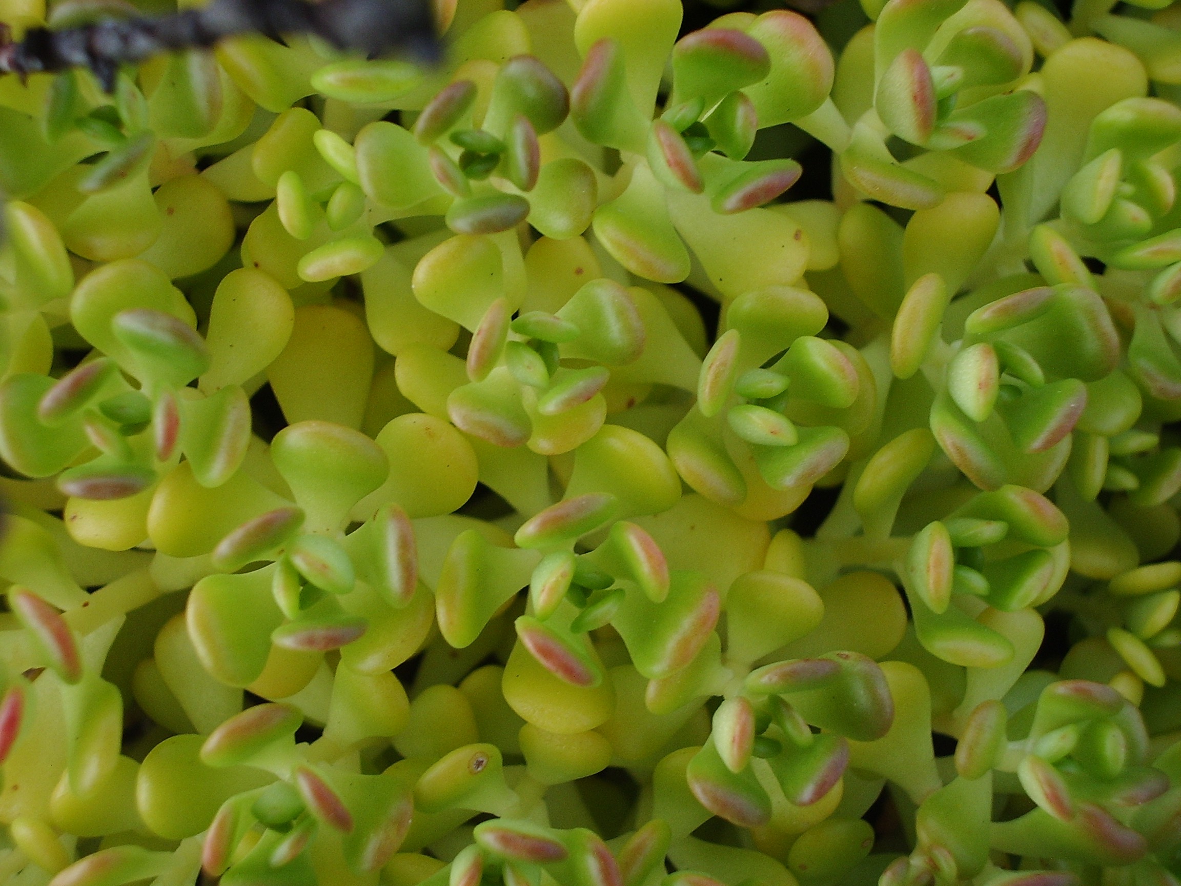 light green plant