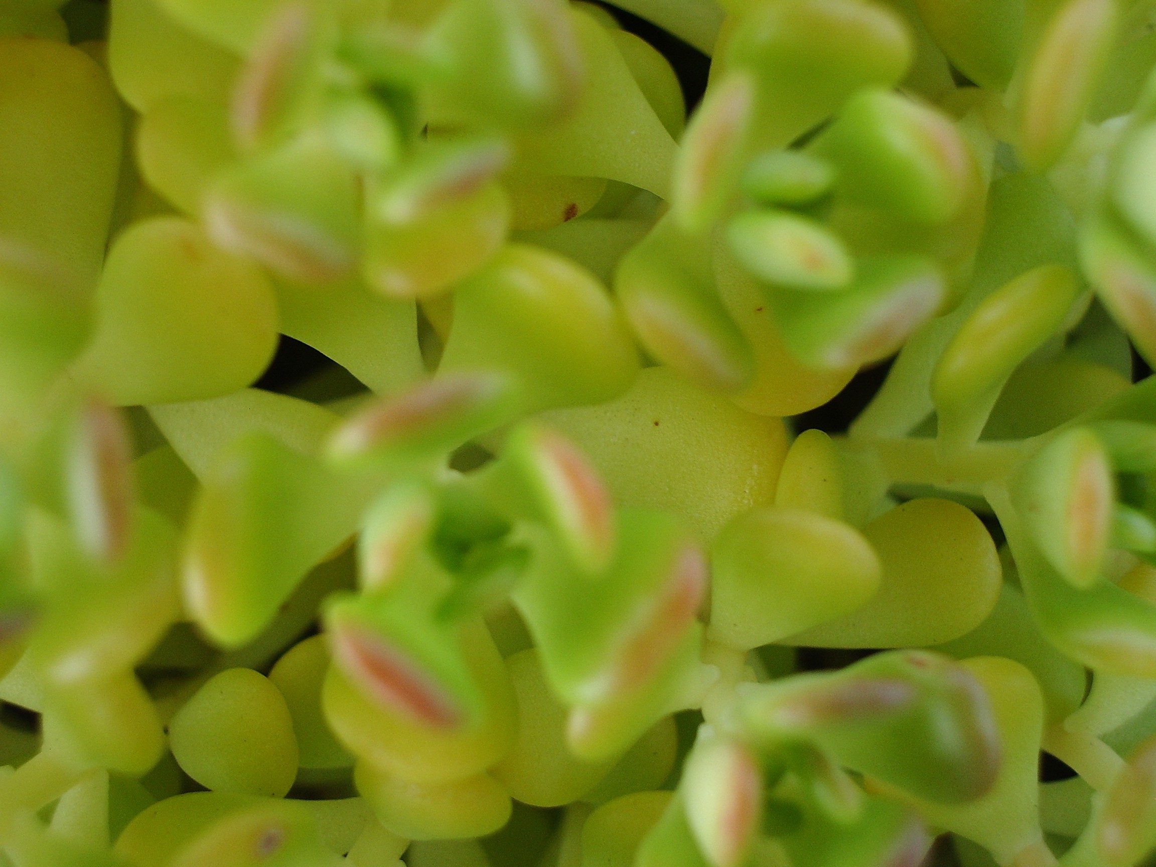 light green plant