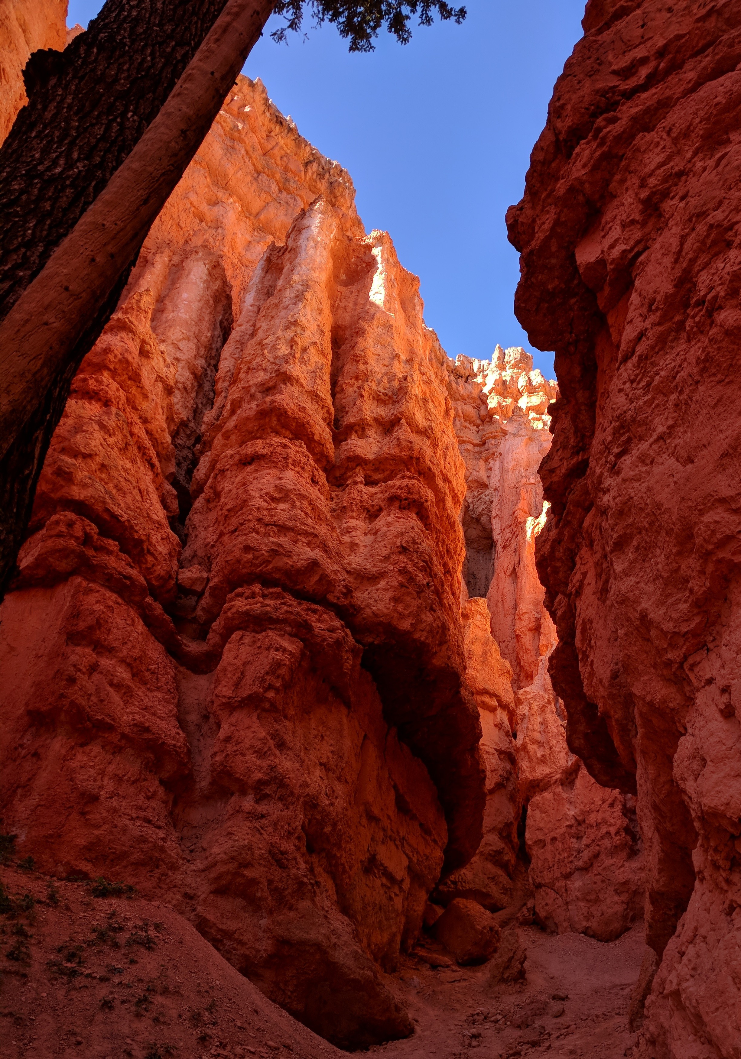 looking up Navaho Loop Trail Bryce Canyon