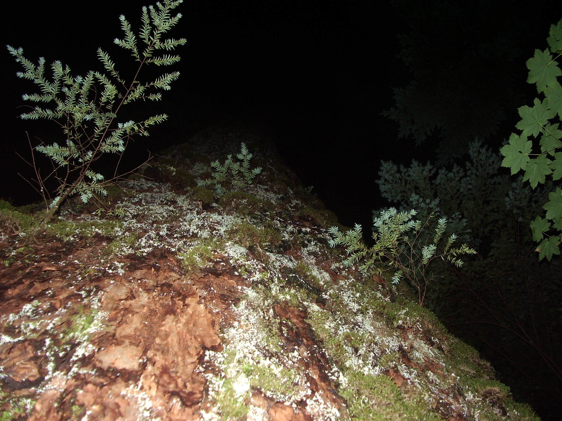 marymore doug fir flash