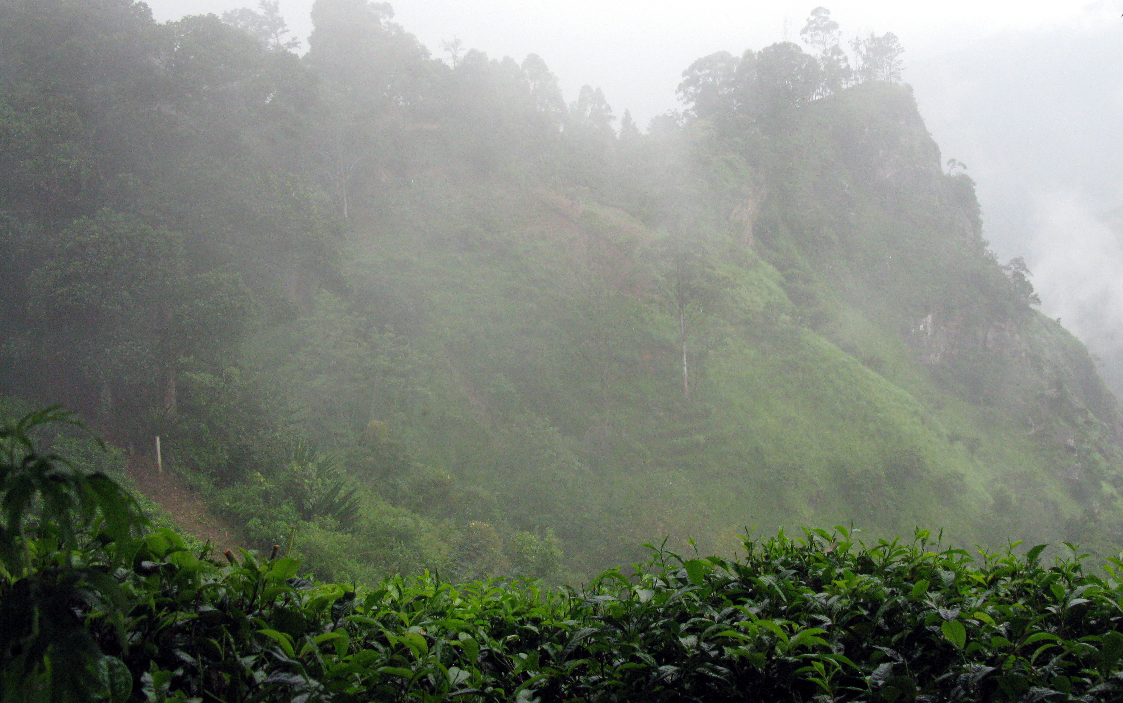 misty hill from Little Adams Peak trail
